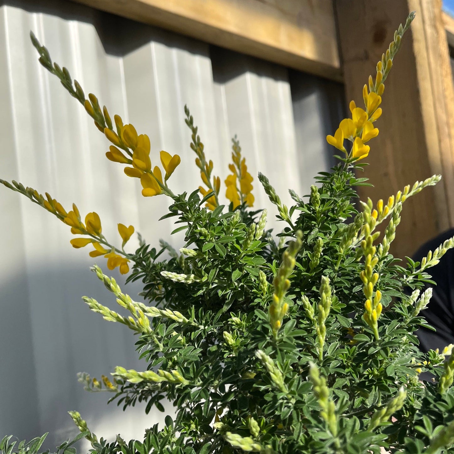 Cytisus 'Racemosus' 1.5L / 2L