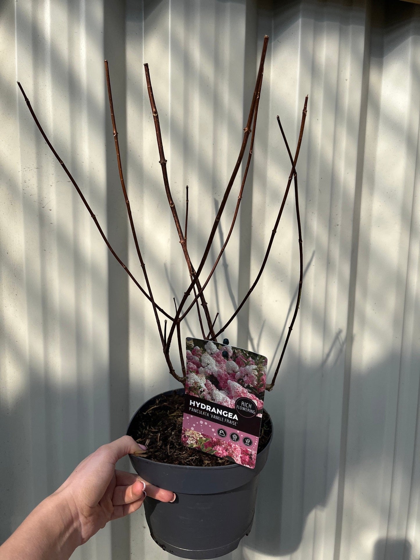 Hydrangea paniculata 'Vanille Fraise' 2L / 3L