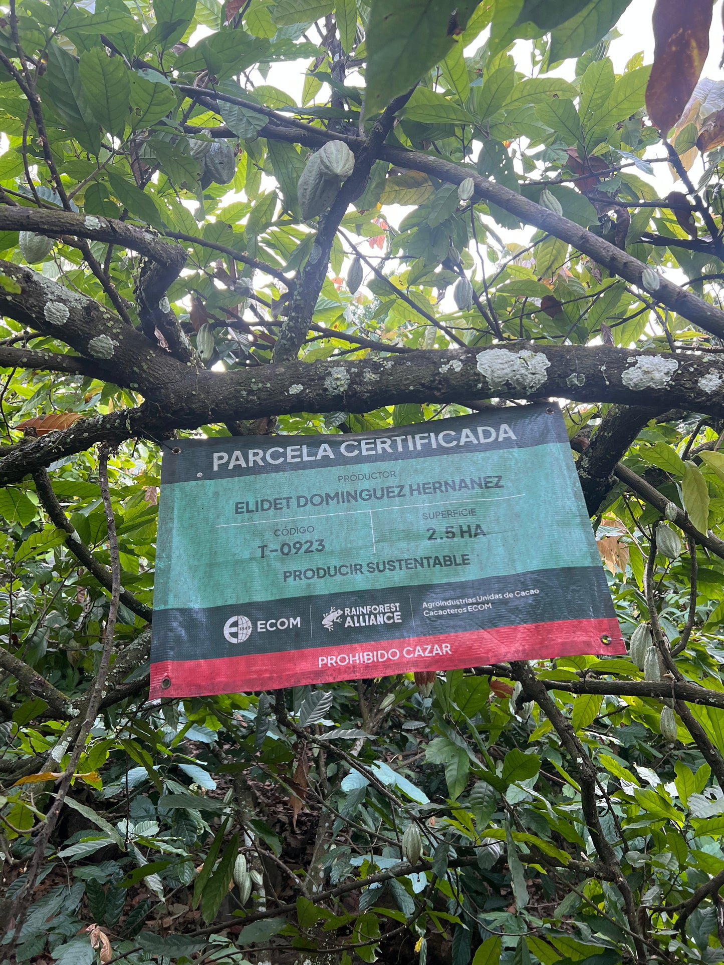 Mexican Lavado Cacao – Medicine Festival 2026