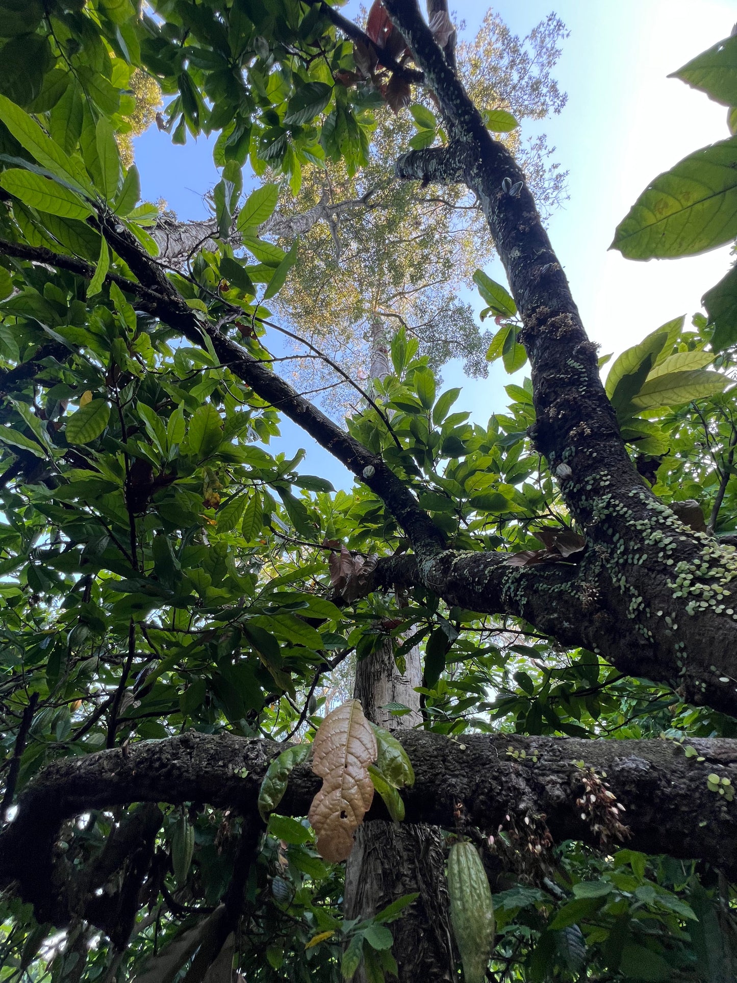 Mexican Lavado Cacao – Medicine Festival 2026