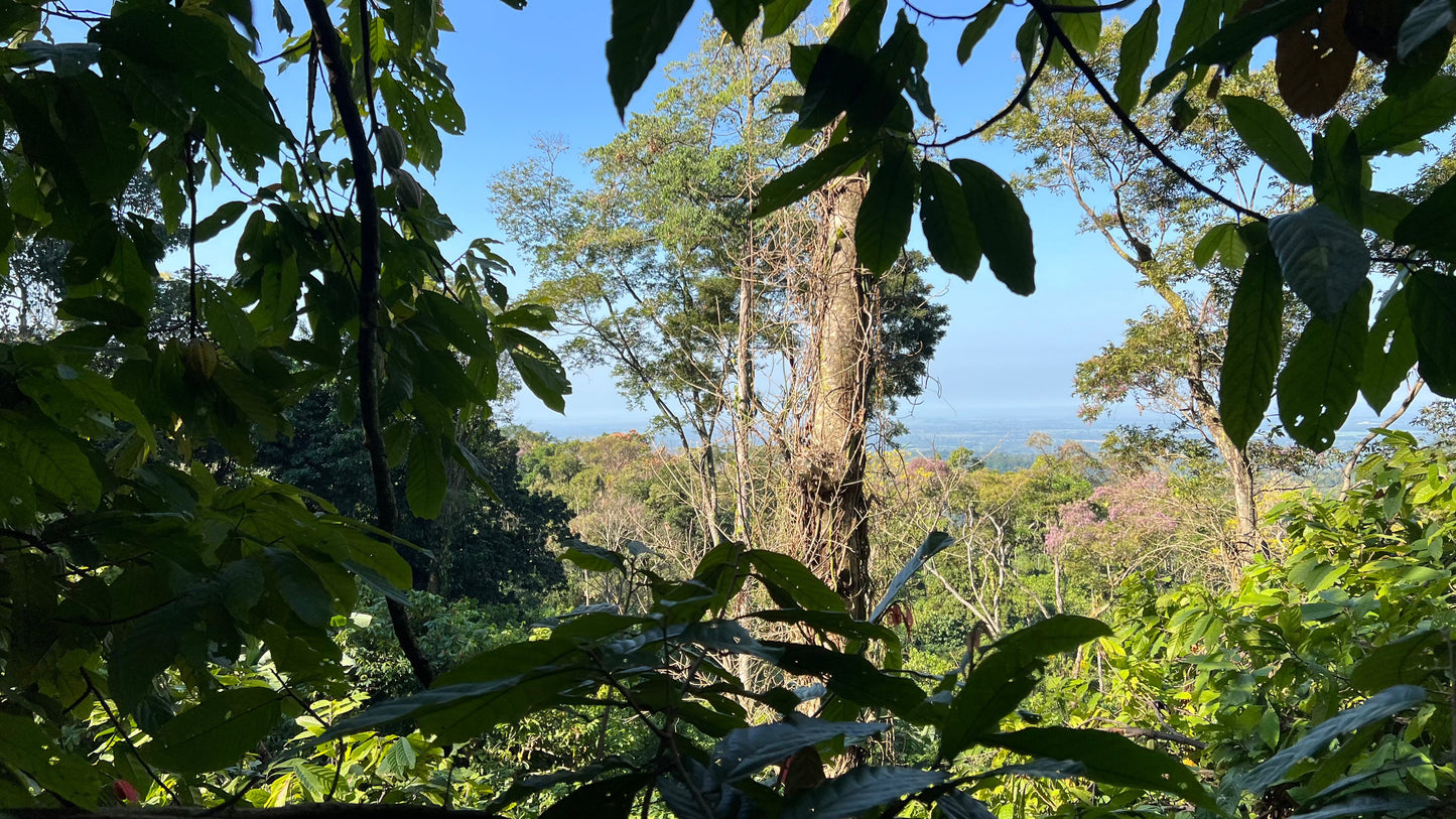 Mexican Lavado Cacao – Medicine Festival 2026