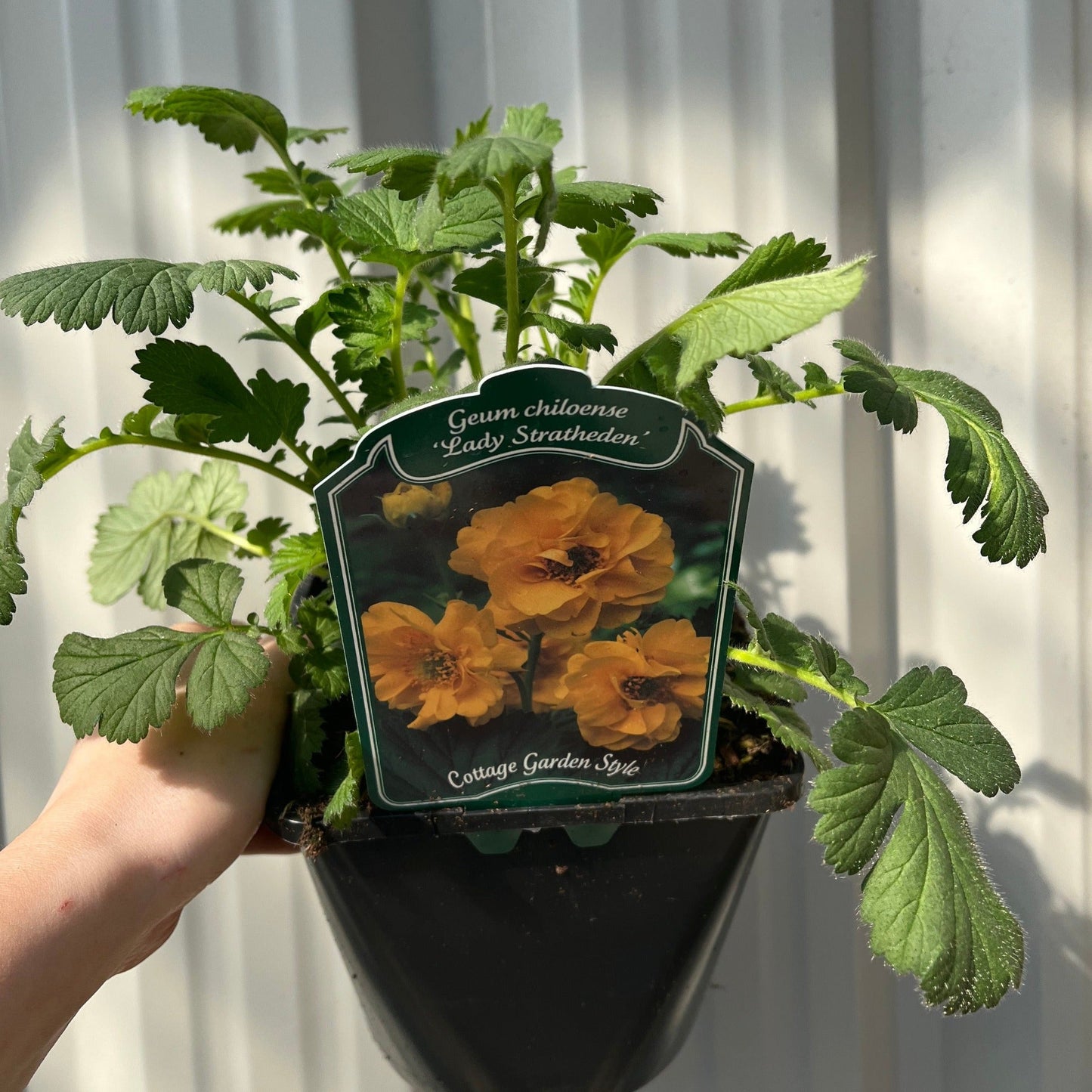 Geum 'Lady Stratheden'