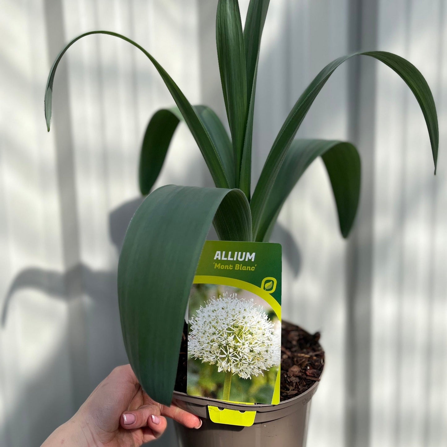 Allium 'Mont Blanc' 2L
