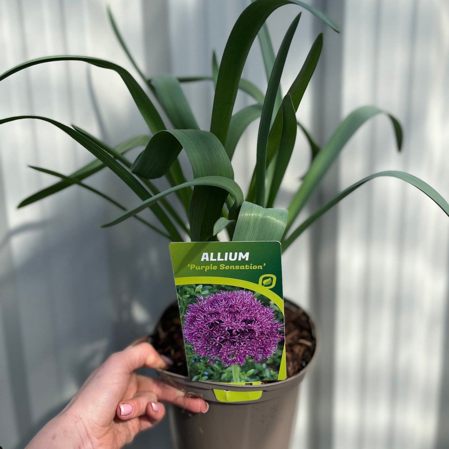 Allium hollandicum 'Purple Sensation'