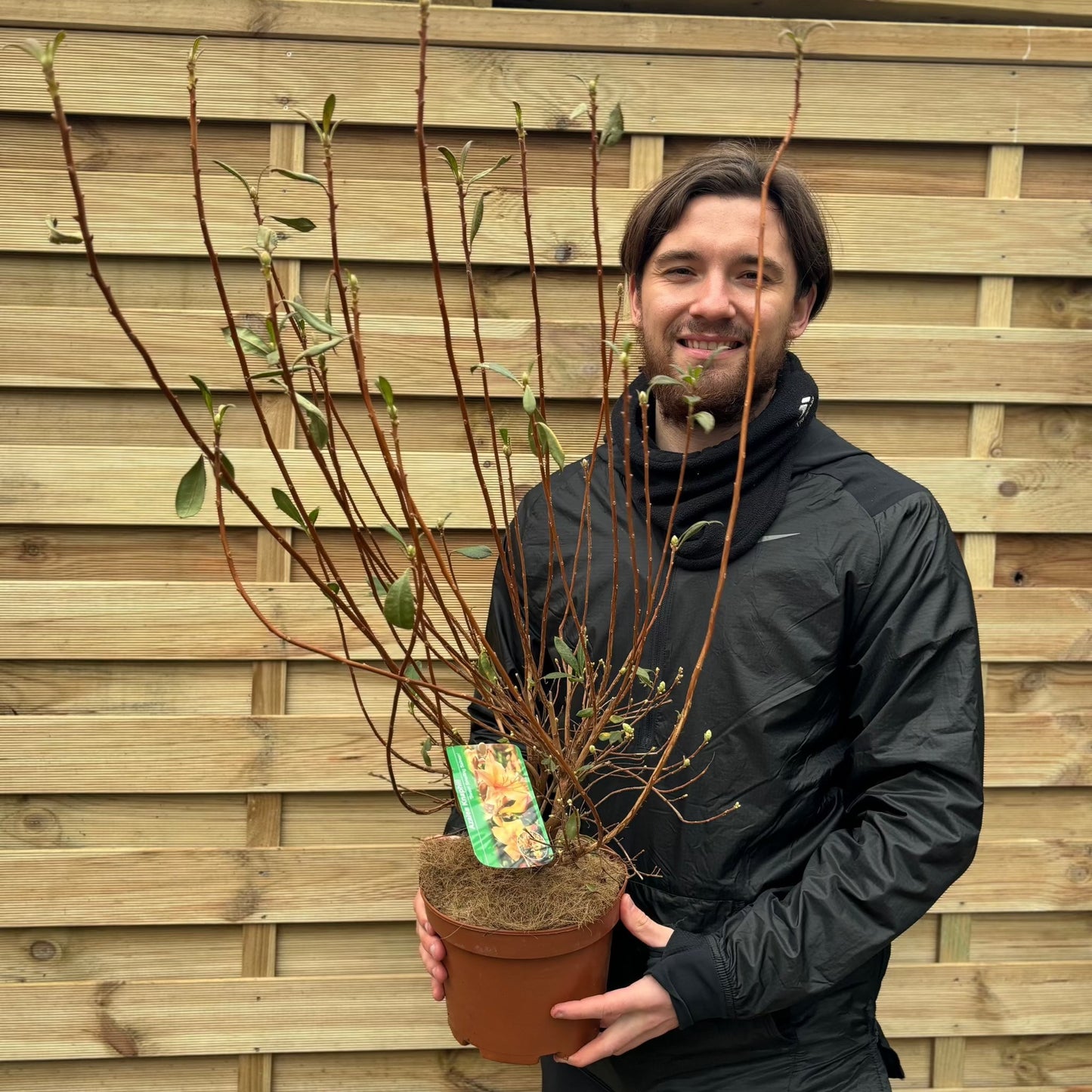 Azalea knaphill 'Pentanthera Agnes' 3L
