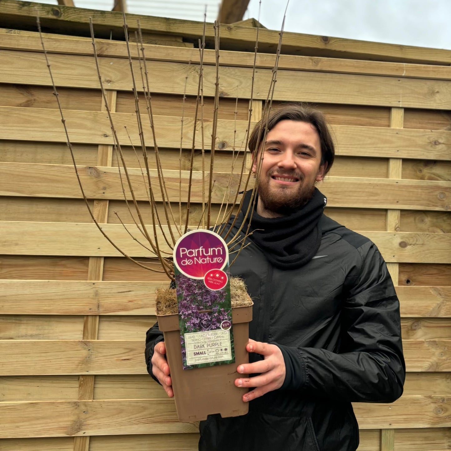 Syringa Bloomerang Purple (Reblooming Lilac) 3L/7.5L