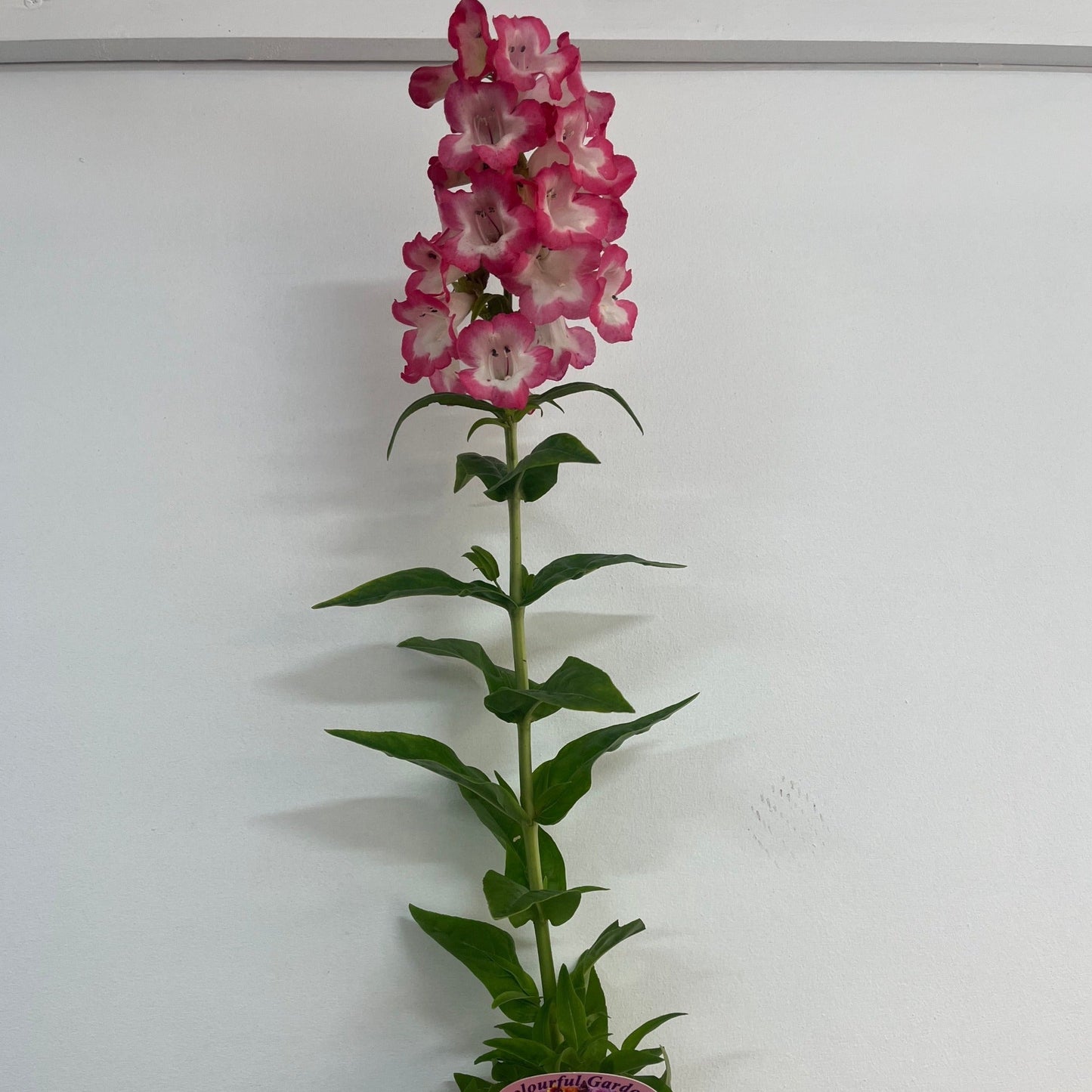Penstemon 'Mother of Pearl' 9cm