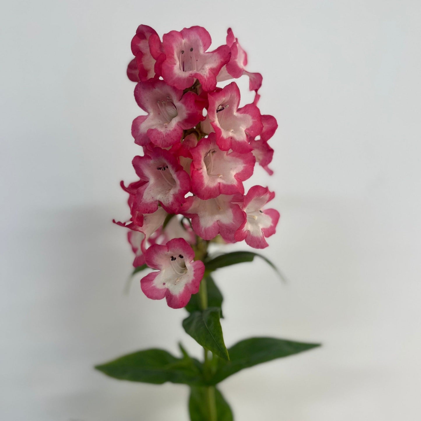 Penstemon 'Mother of Pearl' 9cm