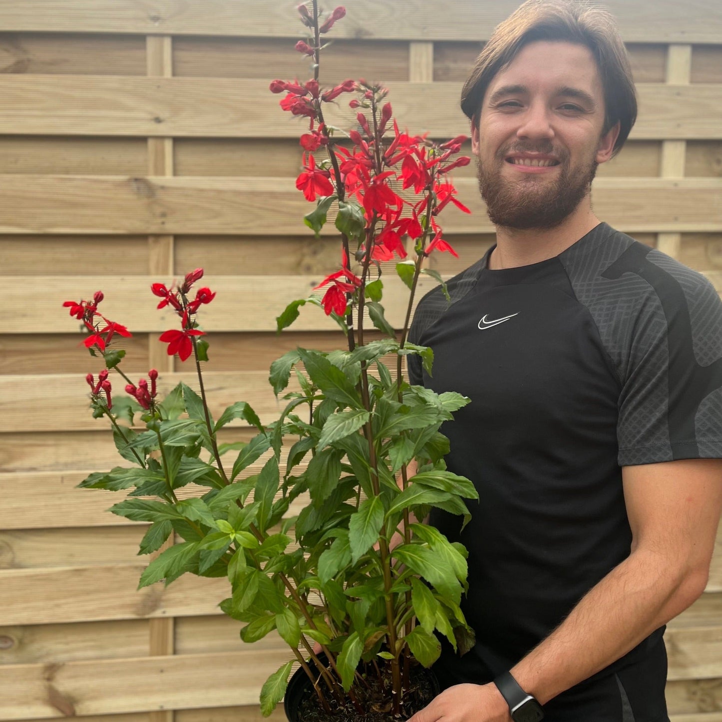 Lobelia Starship Scarlet 9cm/3L