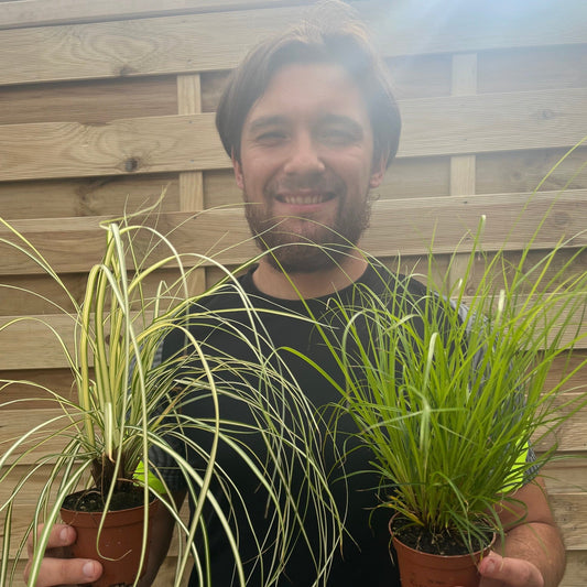2 x Carex Grasses 8cm