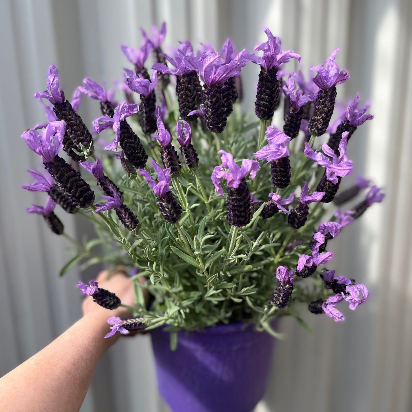 Lavender stoechas 5L (23cm growers pot)
