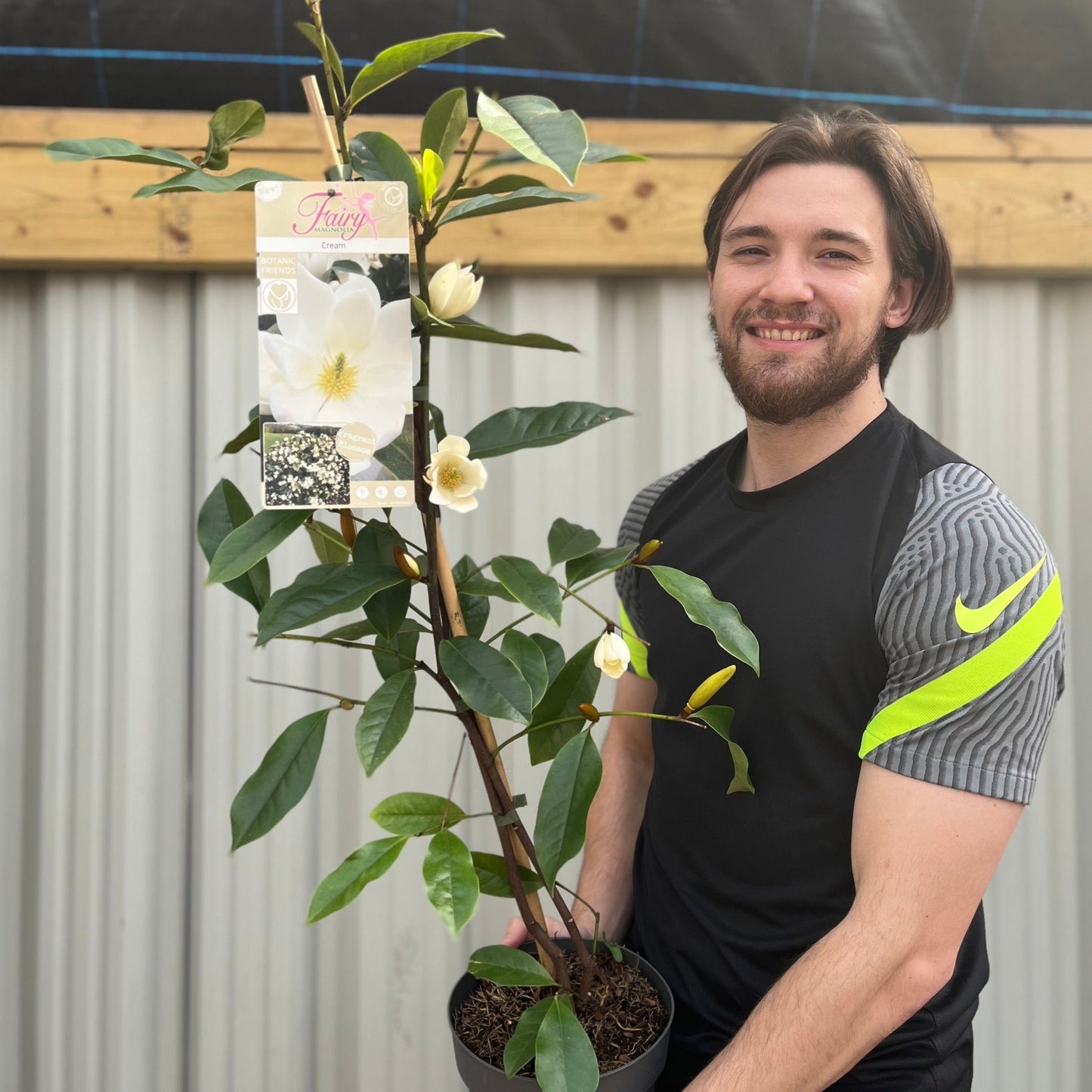 Evergreen Magnolia | Fairy Magnolia €˜Honey Velvet€™ | 60-70cm