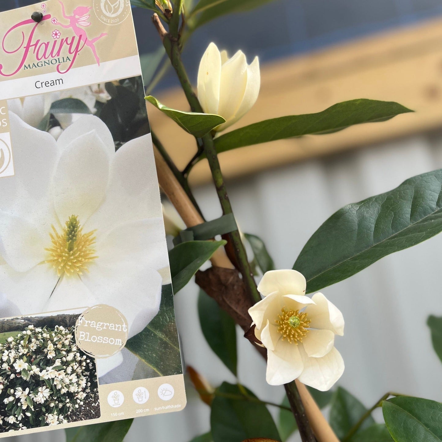 Evergreen Magnolia | Fairy Magnolia €˜Honey Velvet€™ | 60-70cm