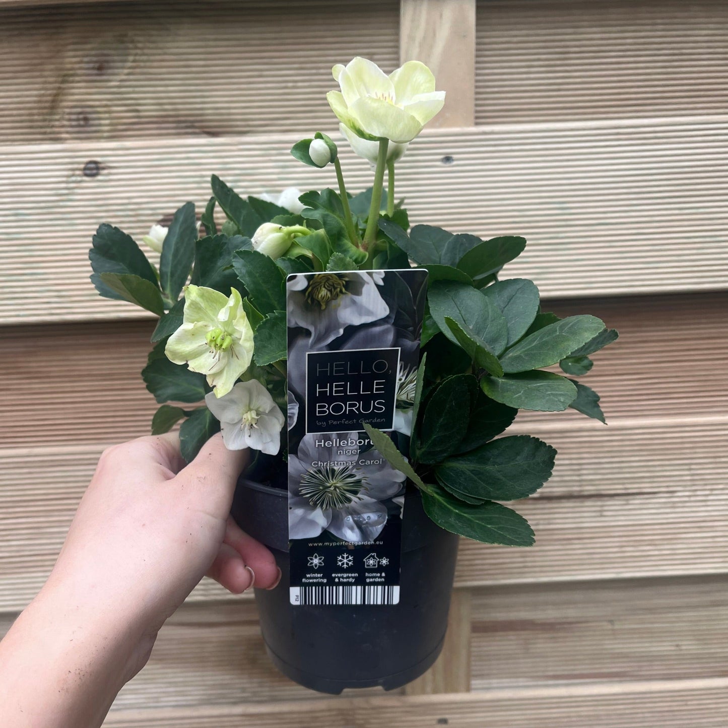 Helleborus nyger 'Christmas Carol' | Christmas Rose | Hellebore | 9cm-2L Available