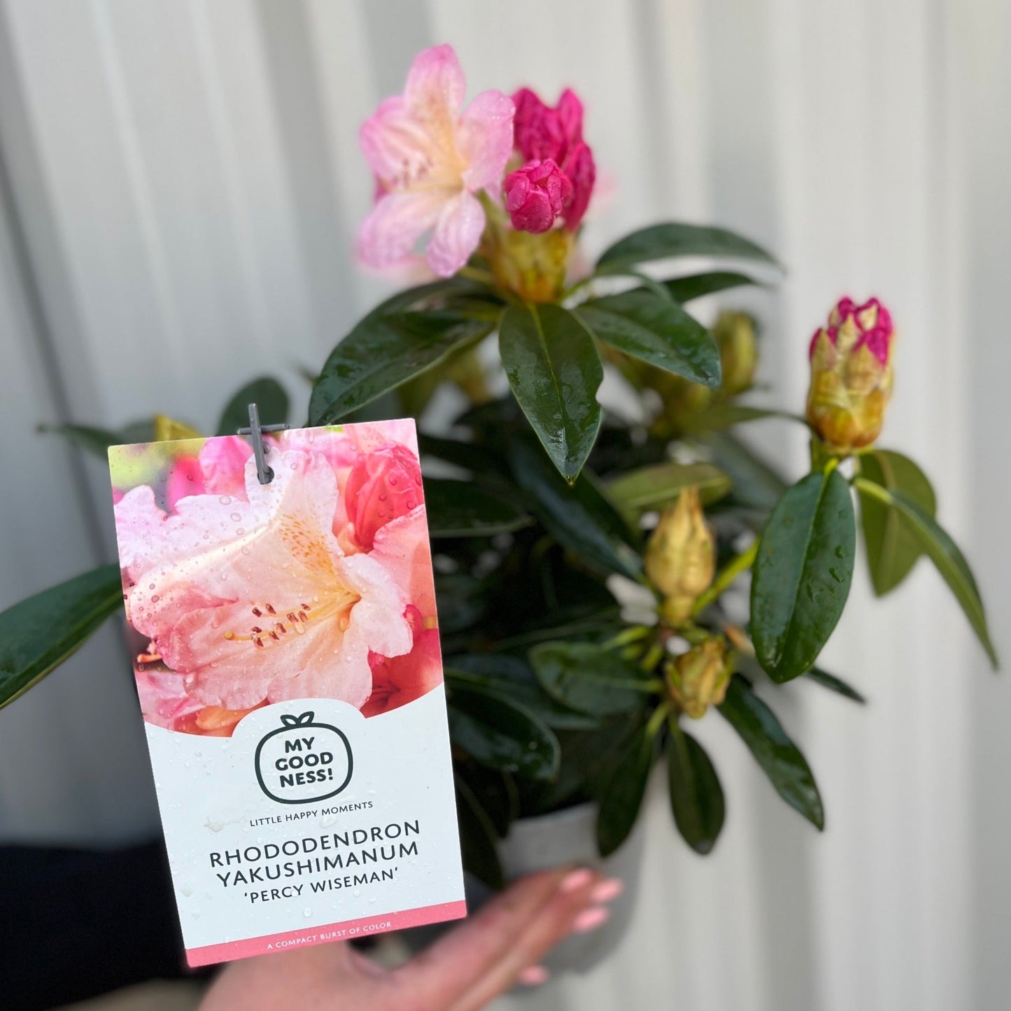 Rhododendron 'Percy Wiseman' 2L