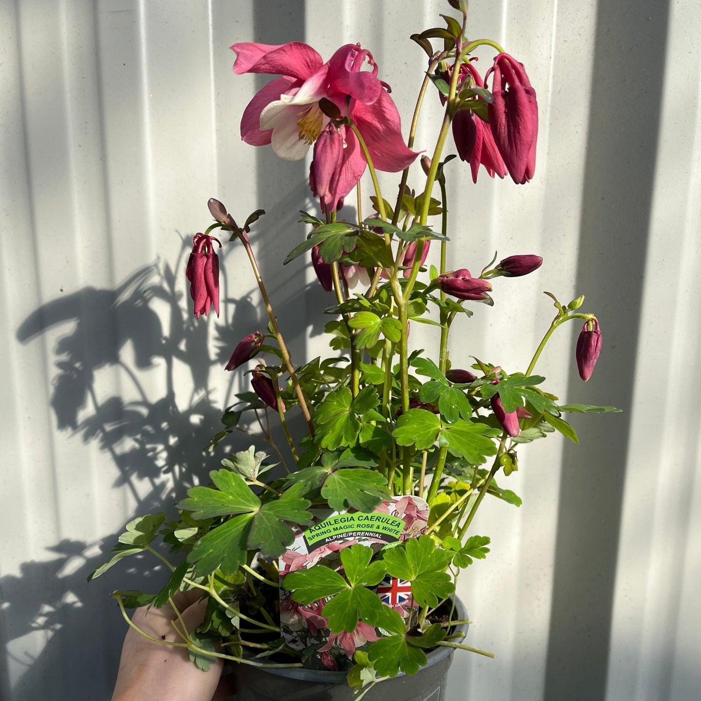 Aquilegia 'Rose and Ivory ' 9cm