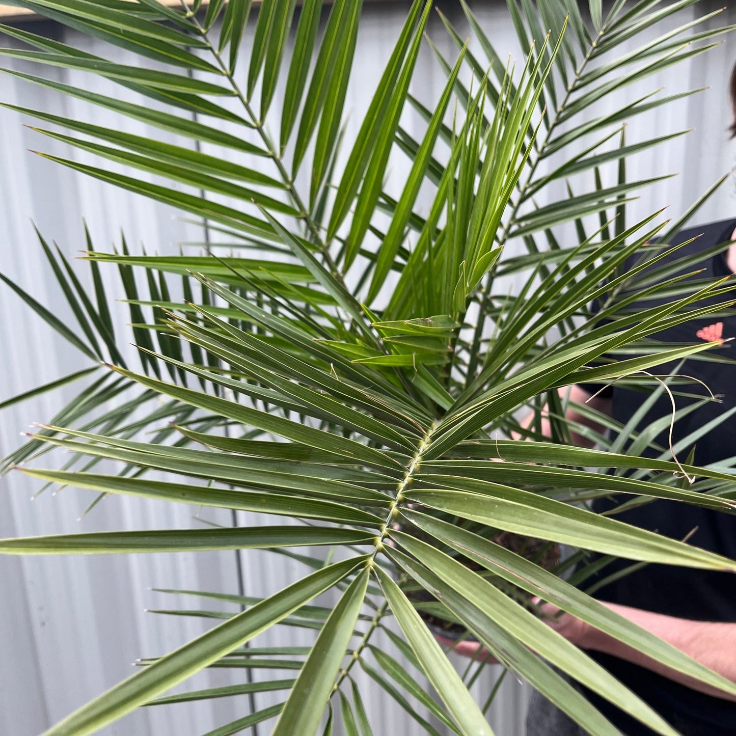 Phoenix Palm | Phoenix canariensis 'Canary Island Date Palm' 60-70cm / 70-80cm