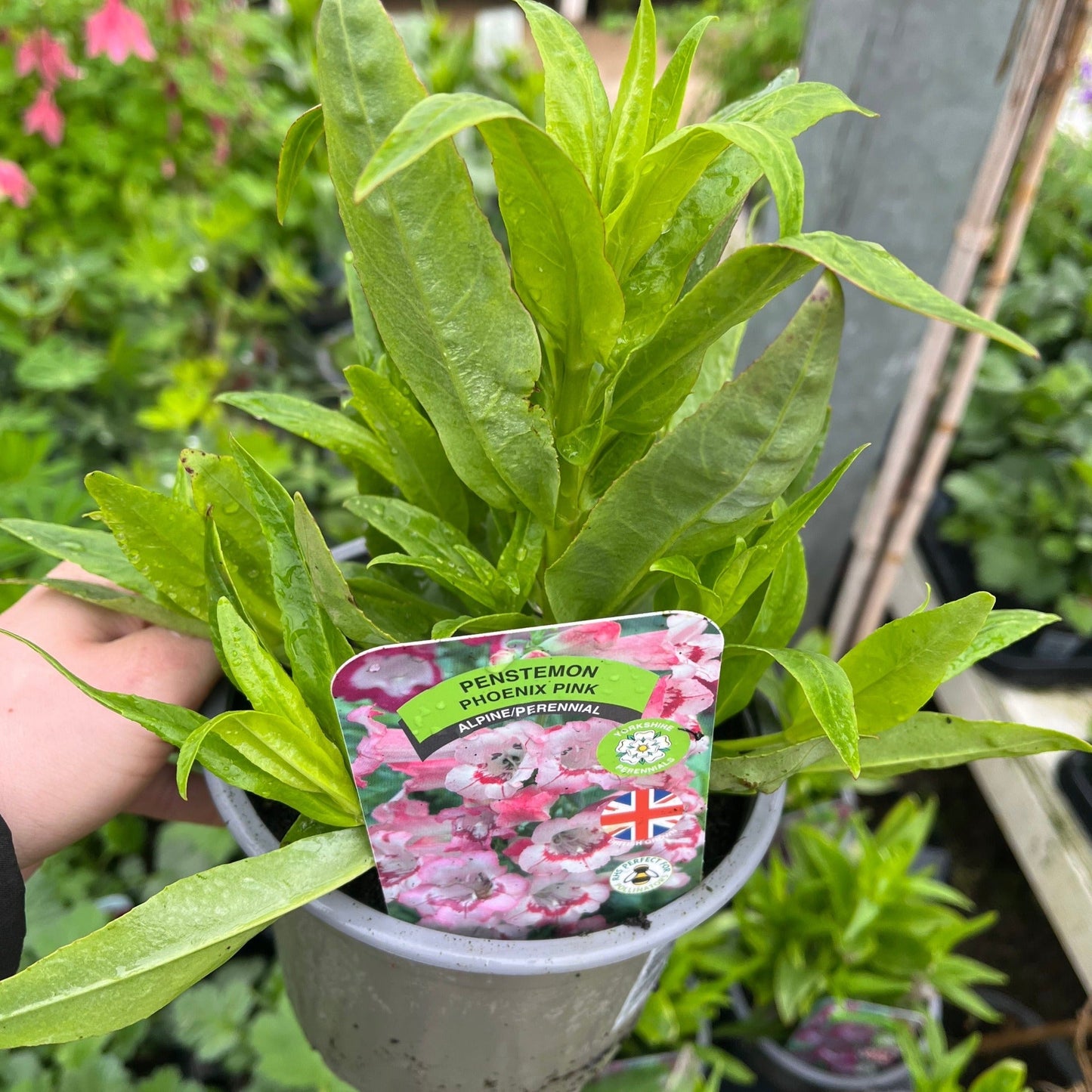 Penstemon 'Mother of Pearl' 9cm