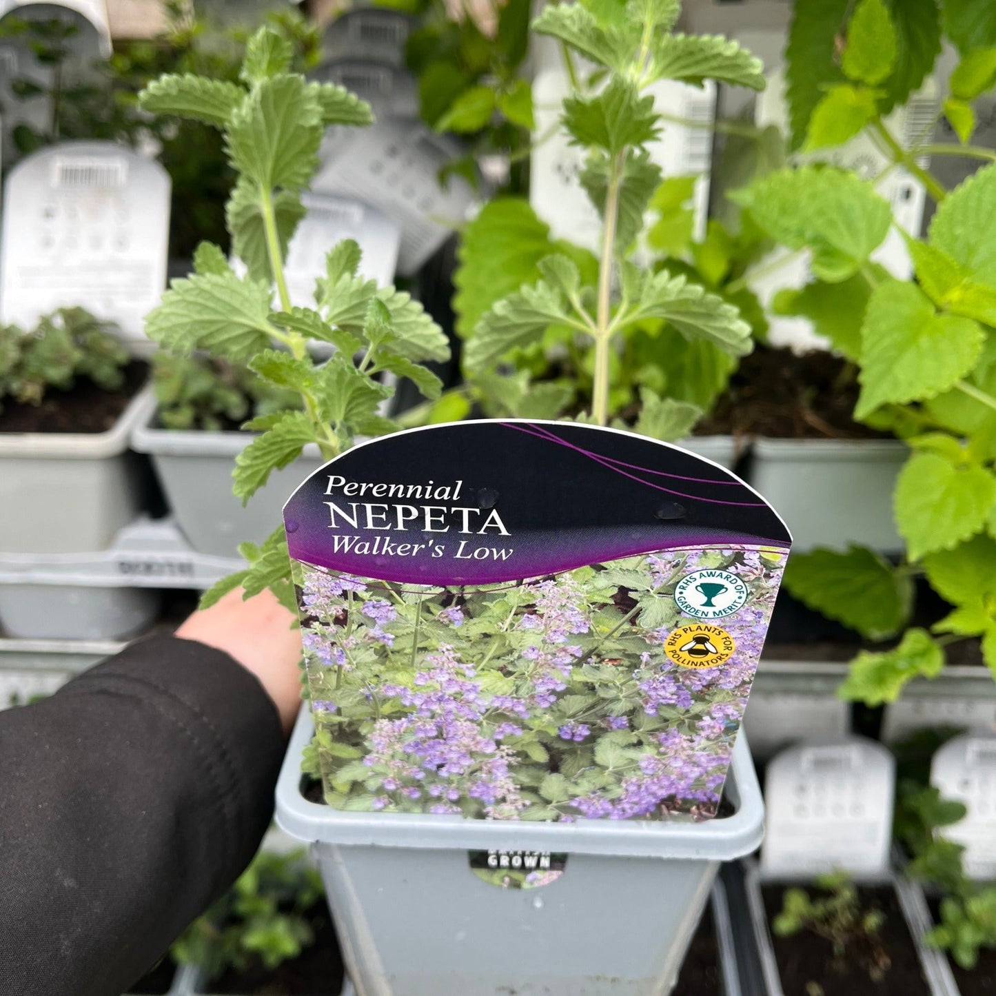 Nepeta 'Walker€™s Low' 9cm/2L
