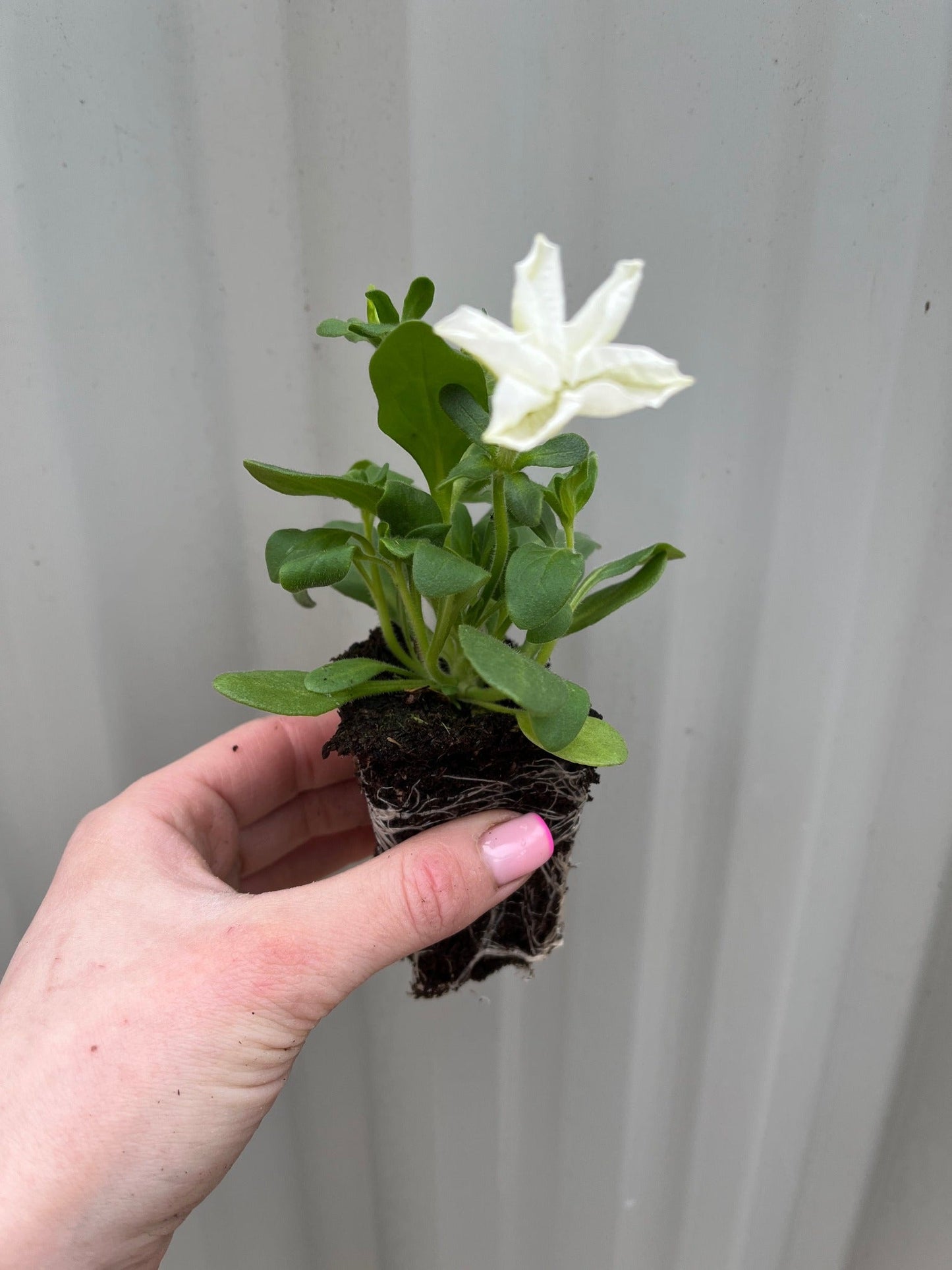 Petunia Tray (Tray of 12 Plants)