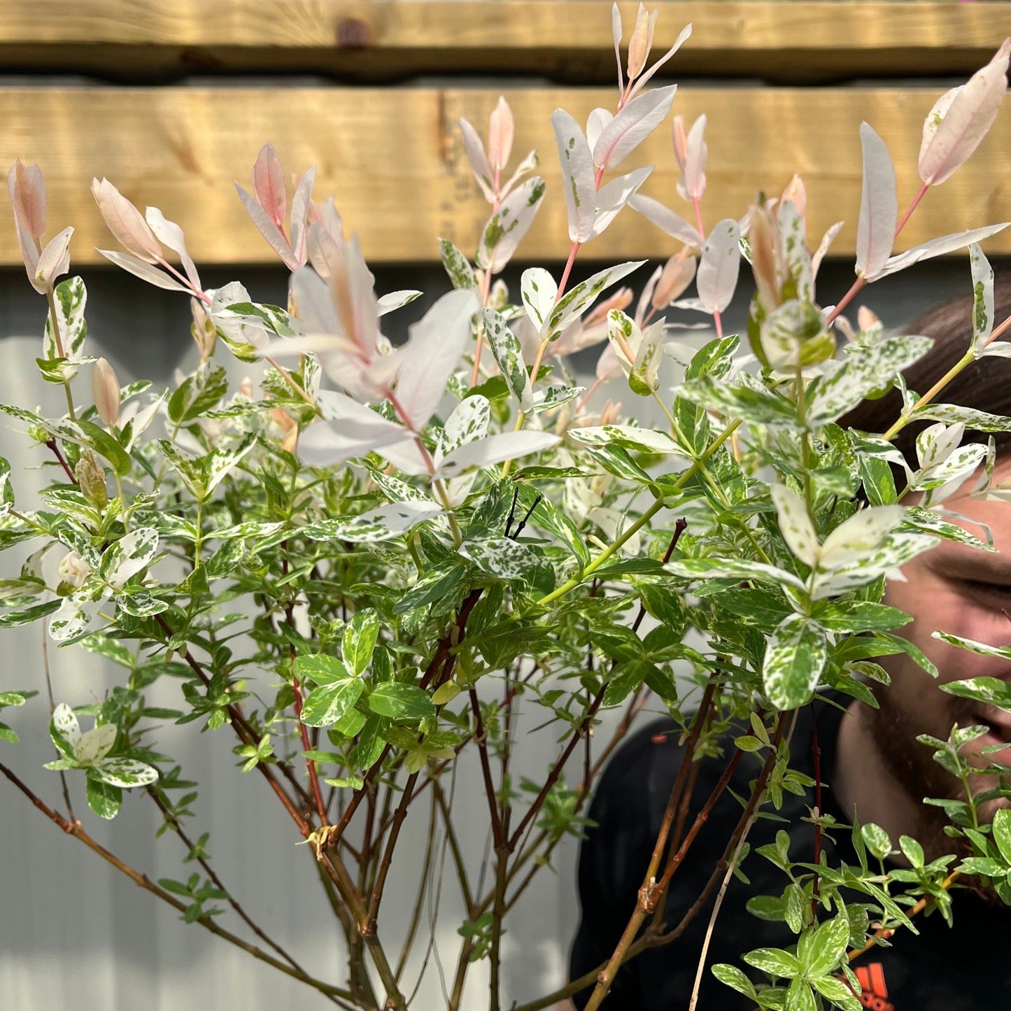 Salix intergra 'Hakuro - Nishiki'  Flamingo Dwarf Willow Tree