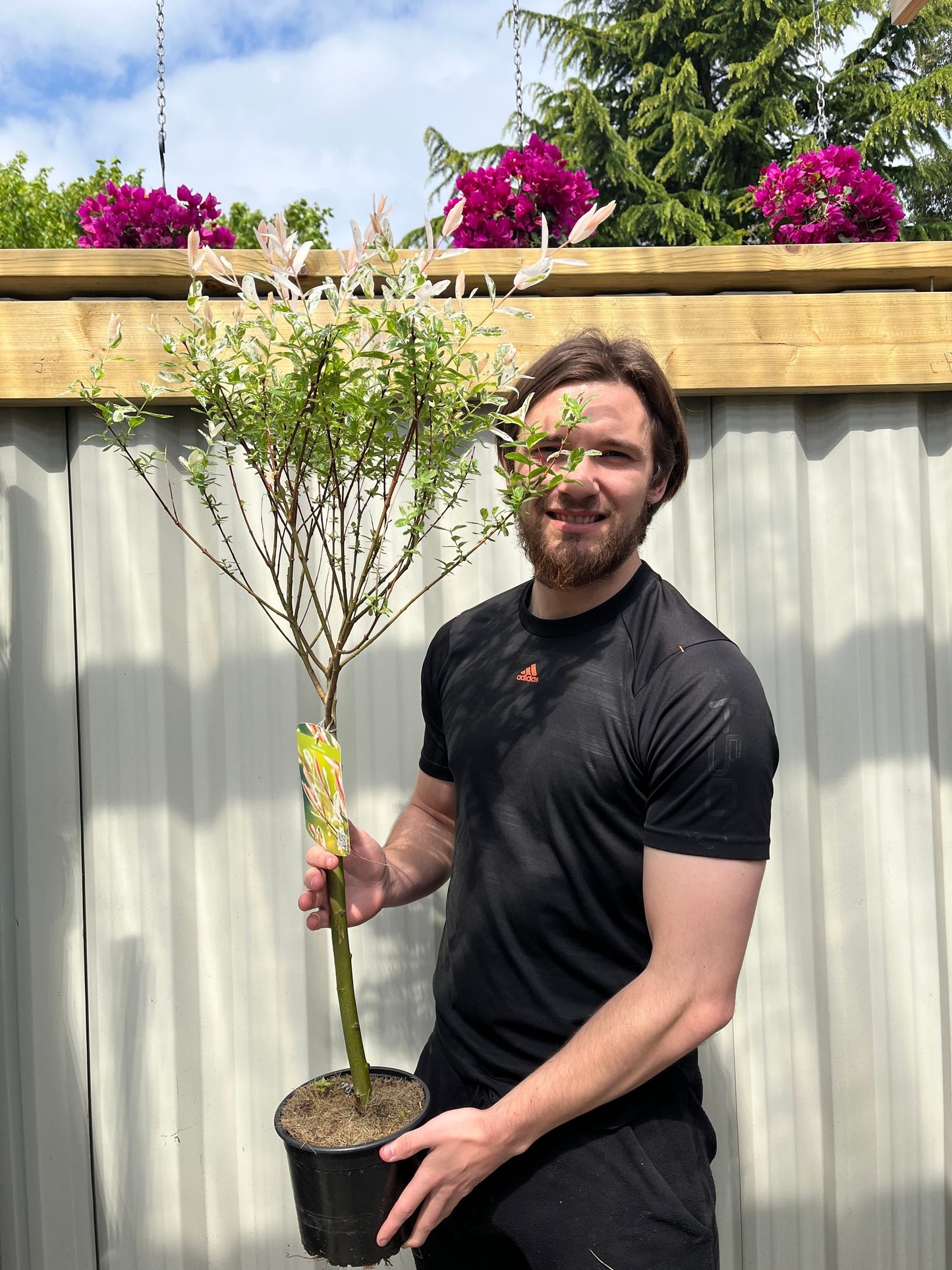Salix intergra 'Hakuro - Nishiki'  Flamingo Dwarf Willow Tree