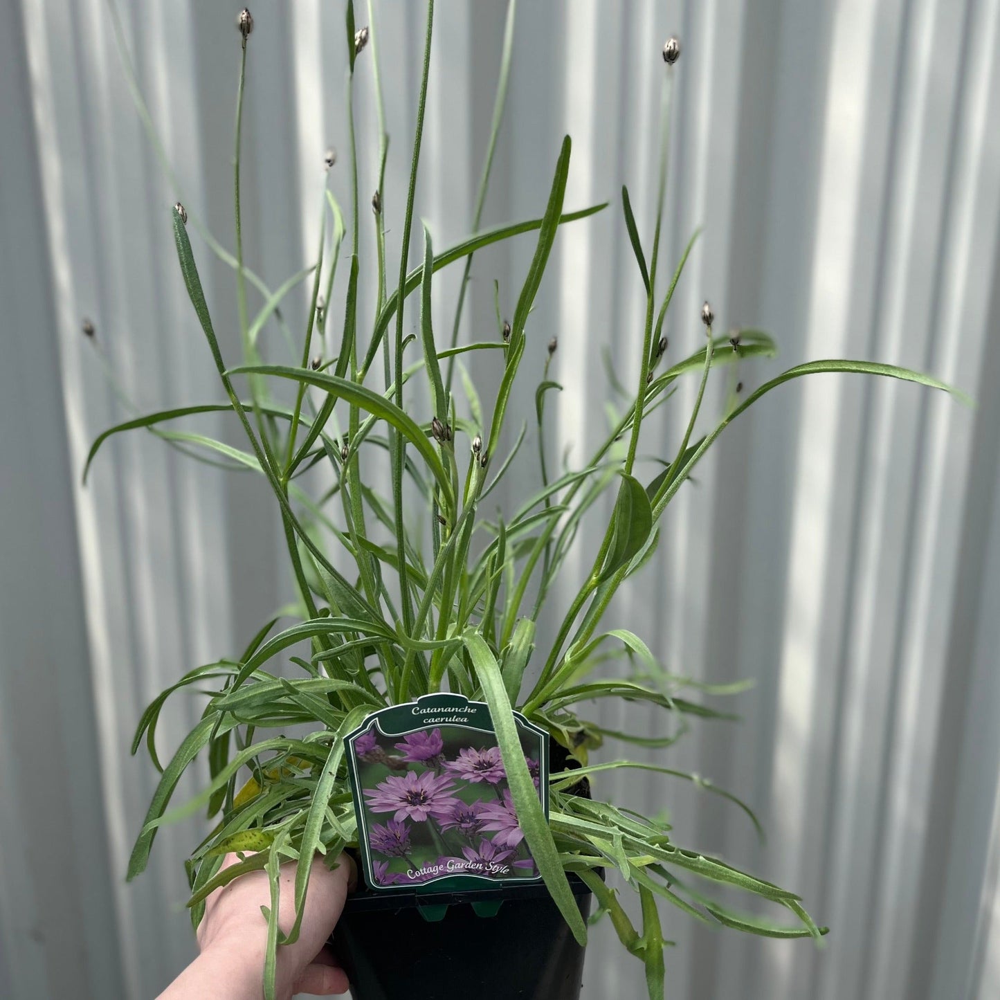 Catananche caerulea 9cm/2L