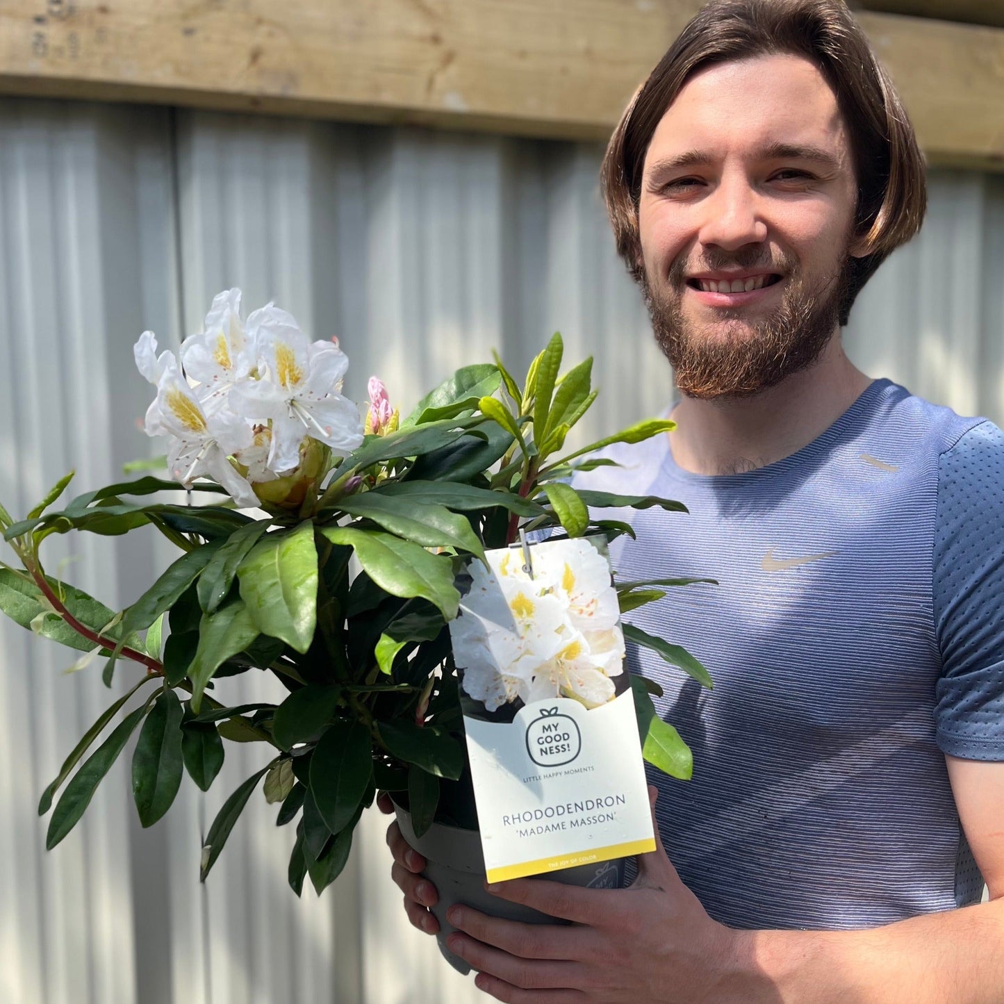 Rhododendron 'Madame Masson' 3L/5L