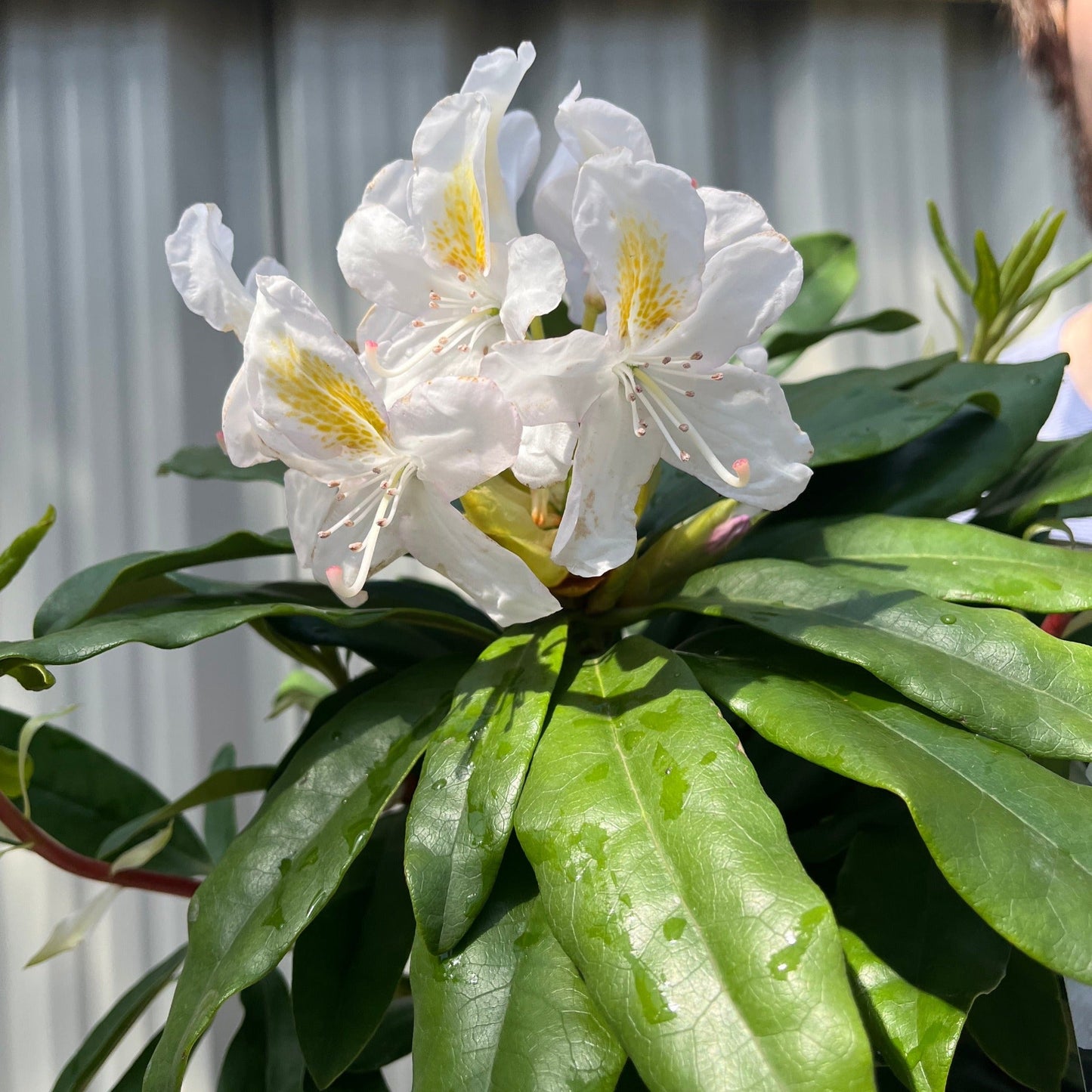 Rhododendron 'Madame Masson' 3L/5L