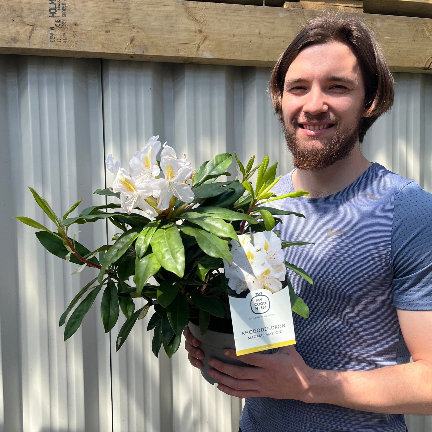 Rhododendron 'Madame Masson' 3L/5L