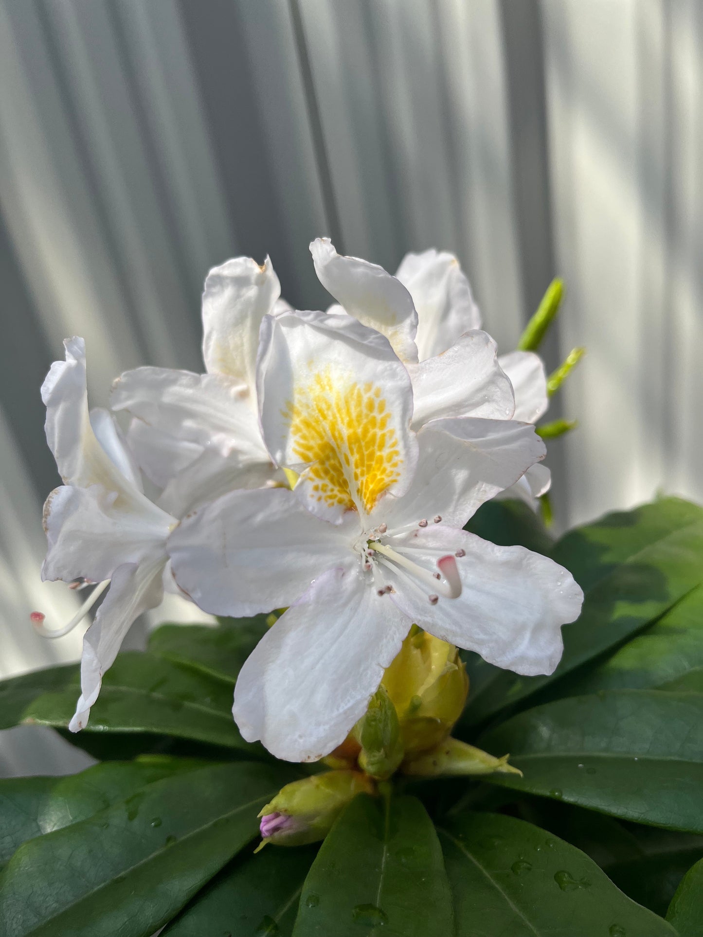Rhododendron 'Madame Masson' 3L/5L