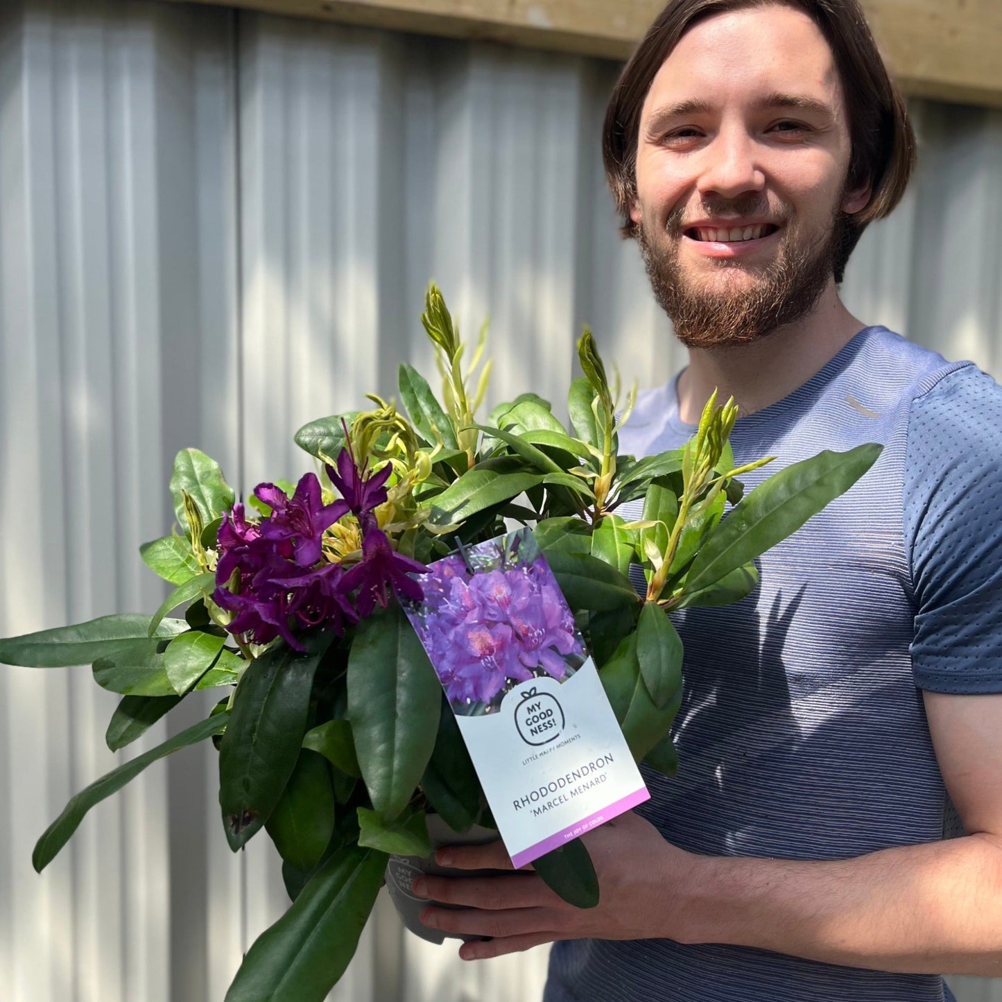 Rhododendron 'Marcel Menard' 2L / 5L