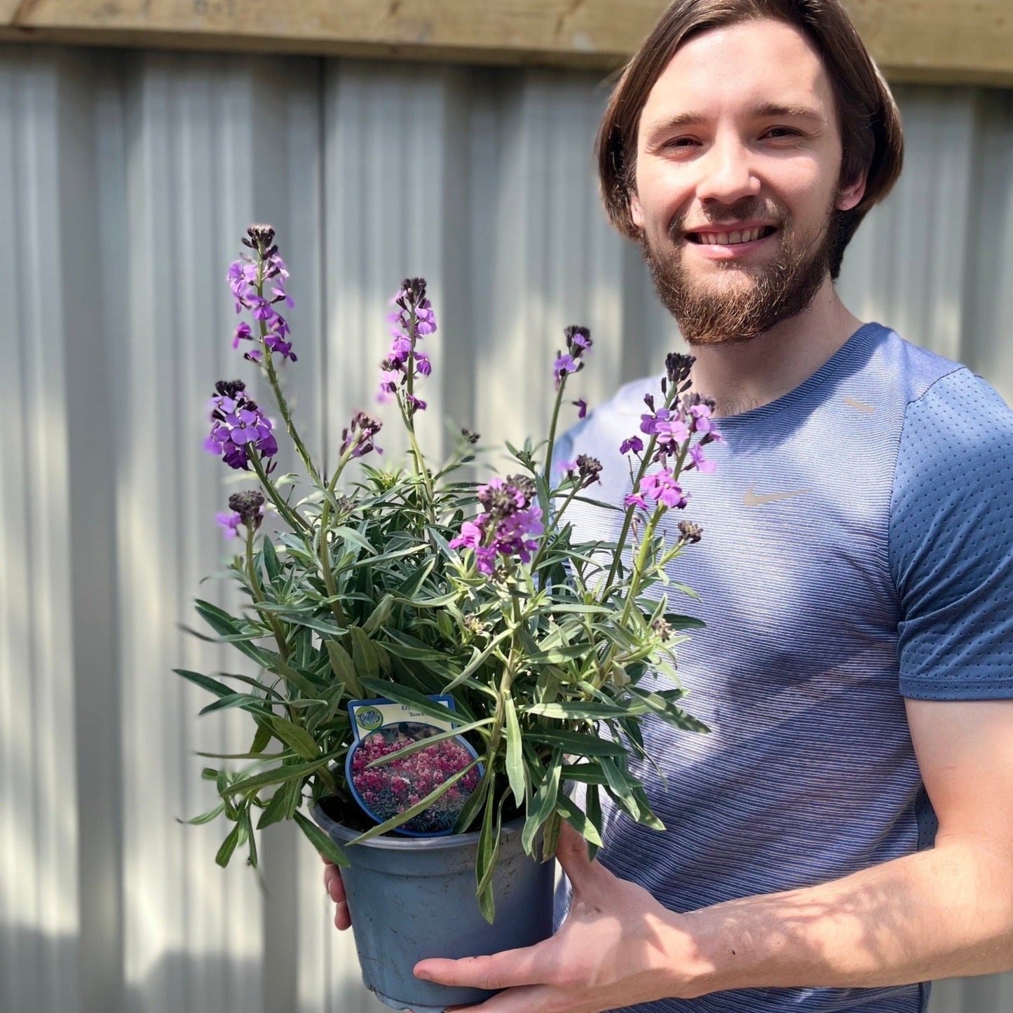 Erysimum 'Bowles Mauve'