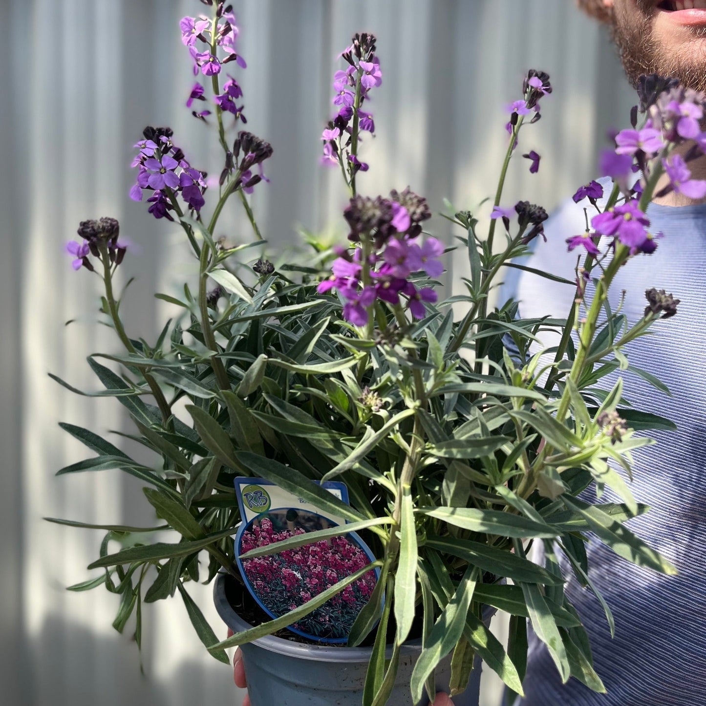 Erysimum 'Bowles Mauve'