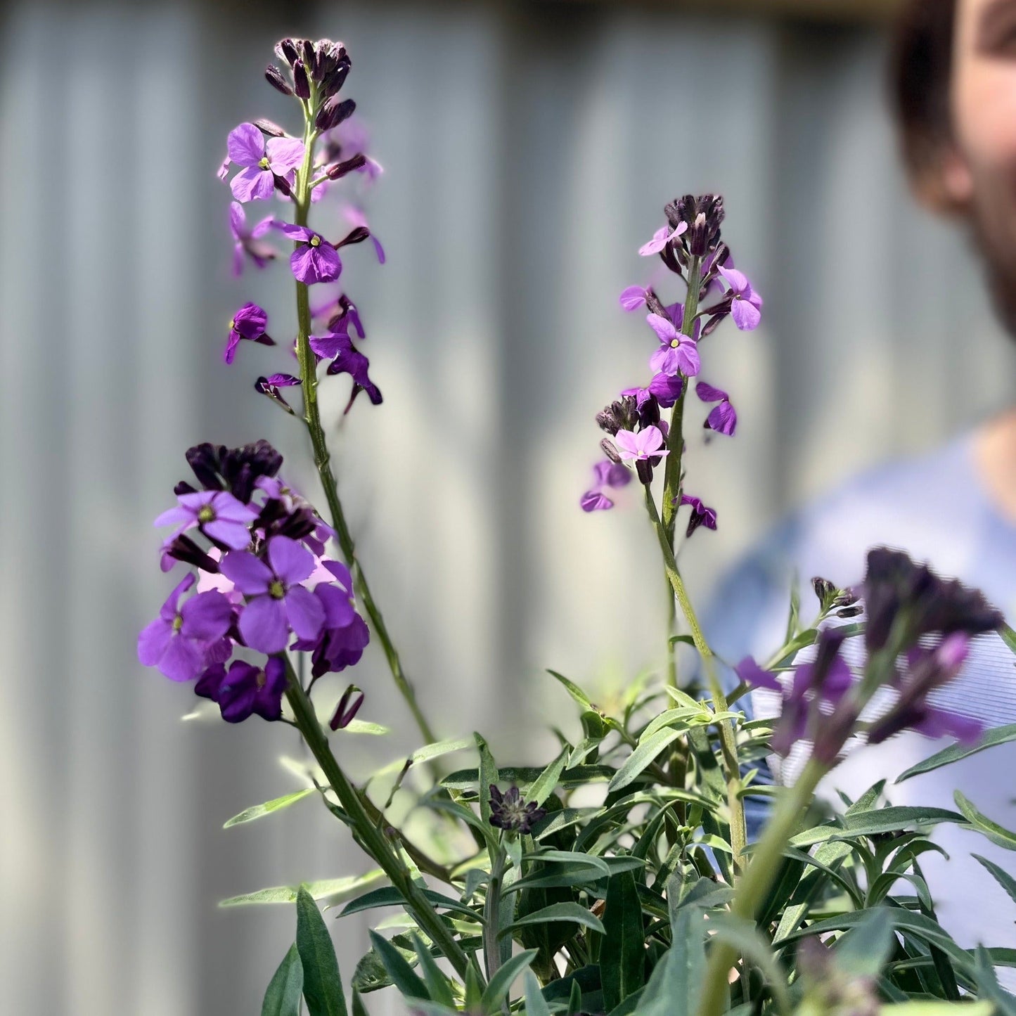 Erysimum 'Bowles Mauve'