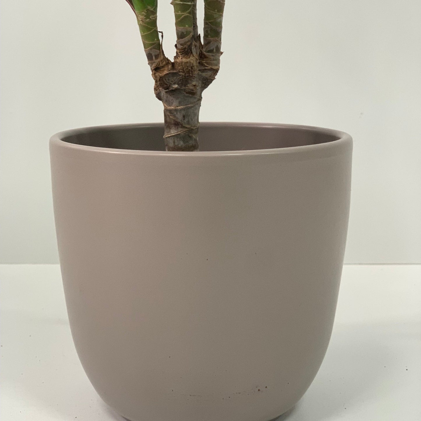 Dracaena Marginata 'Dragon Tree' 1 Stem