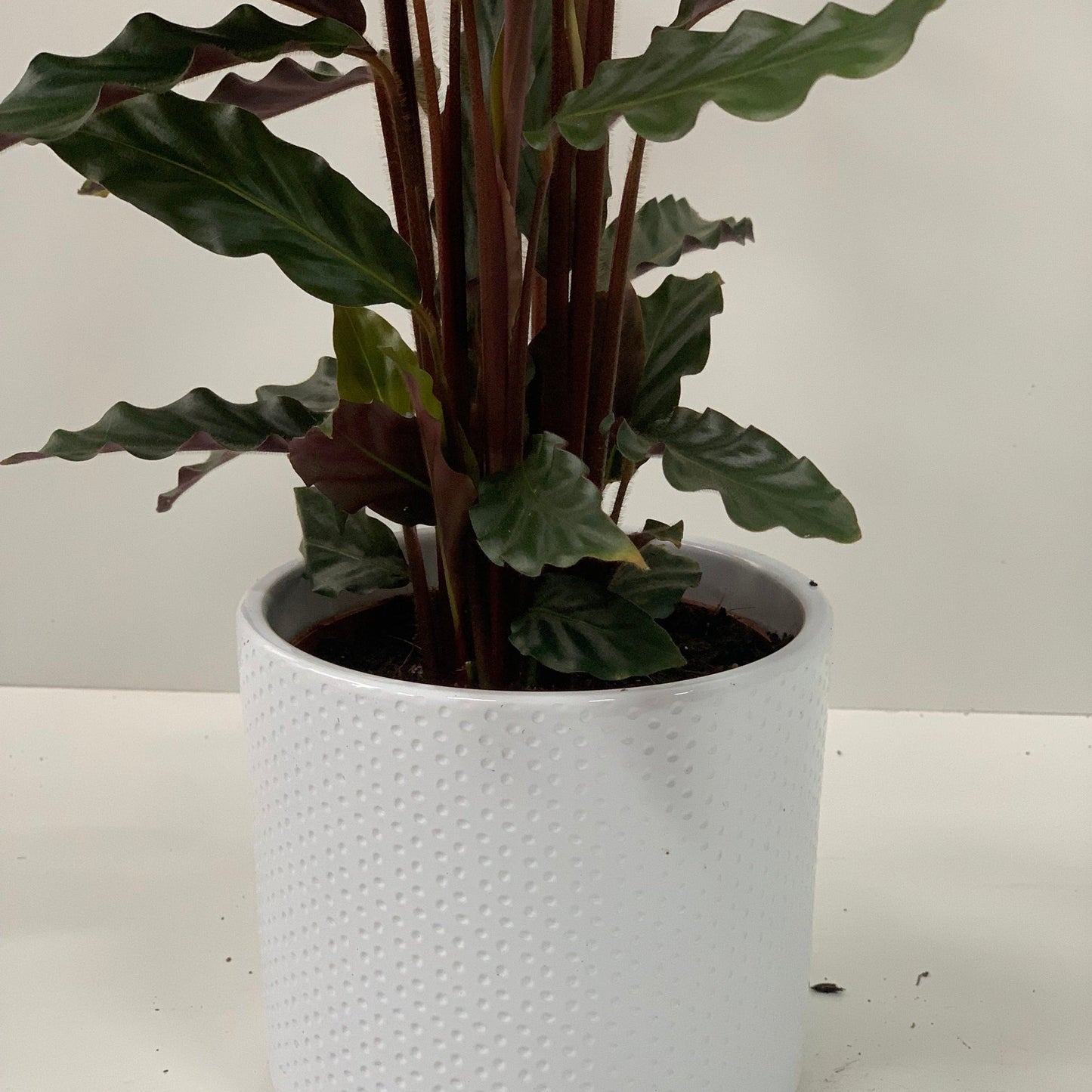 Calathea Tropistar