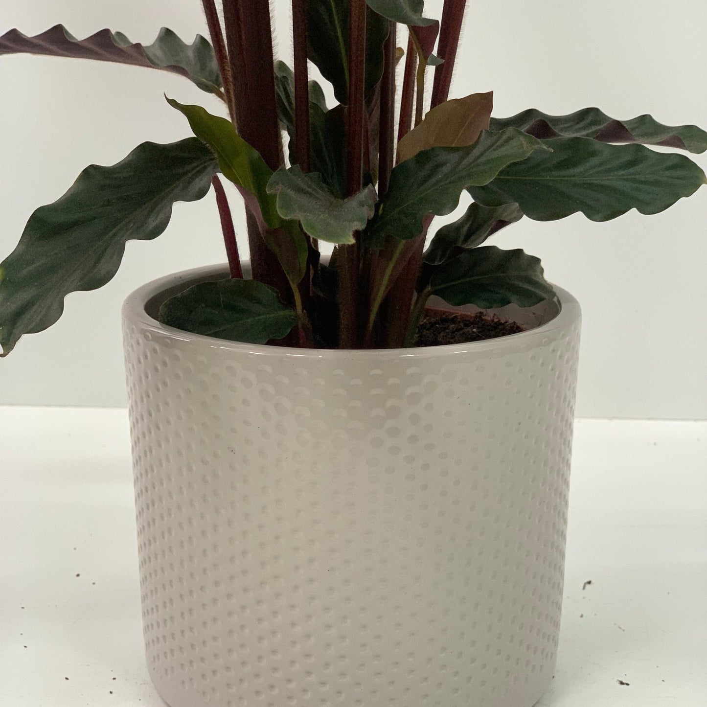 Calathea Tropistar