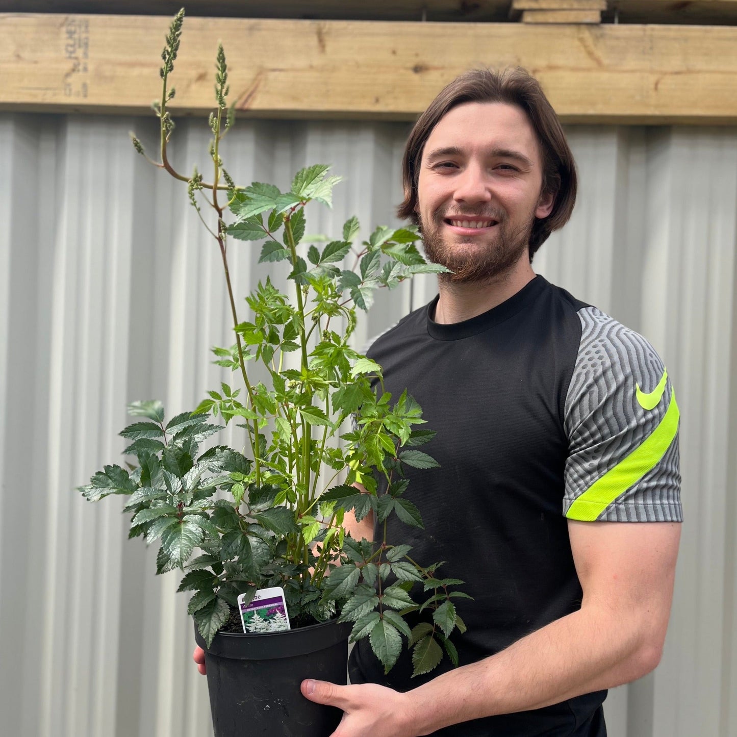 Astilbe  arendsii White 2L