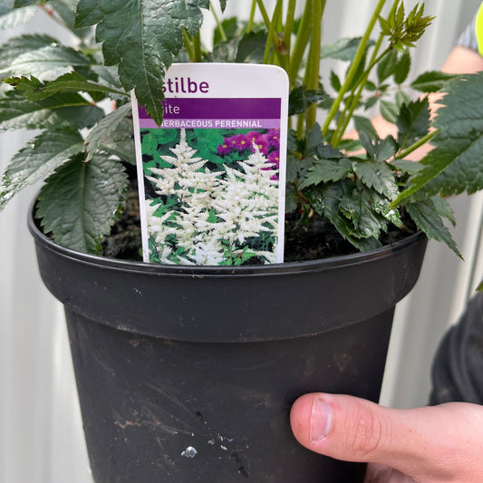 Astilbe  arendsii White 2L