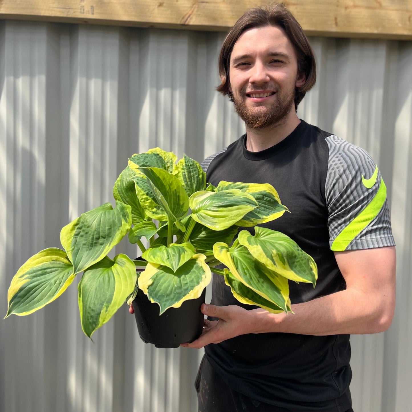 Hosta 'Twilight' 2L