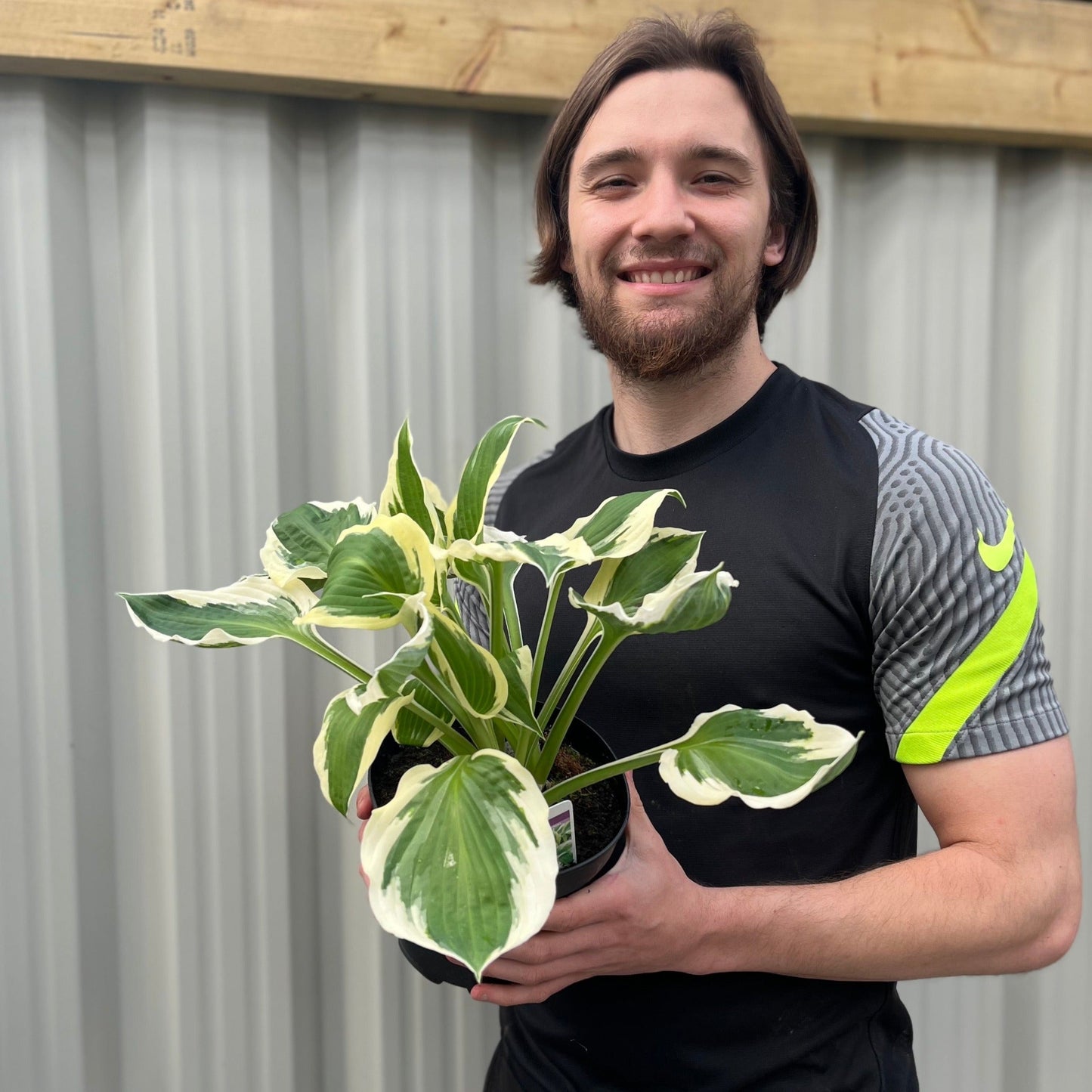 Hosta 'Patriot' 2L
