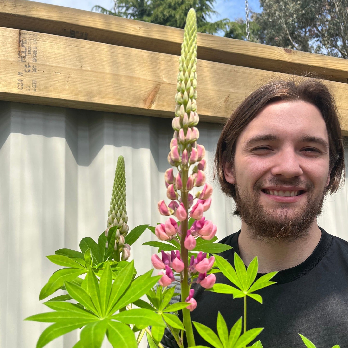 Lupin Gallery Rose 9cm/2L