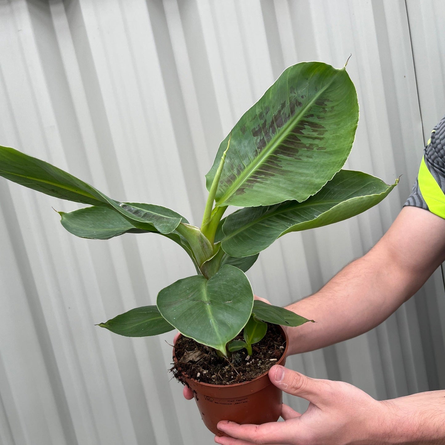 Musa Tropicana (Banana Plant)