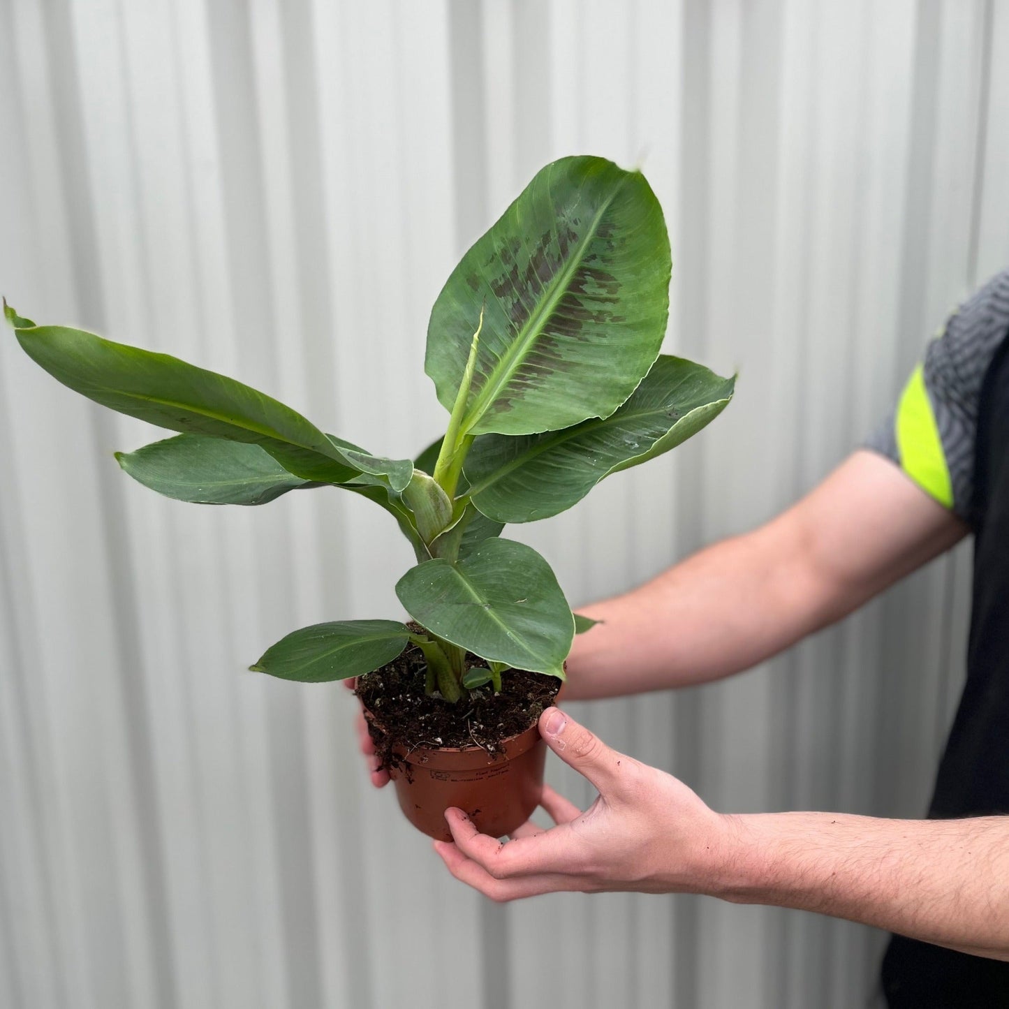 Musa Tropicana (Banana Plant)