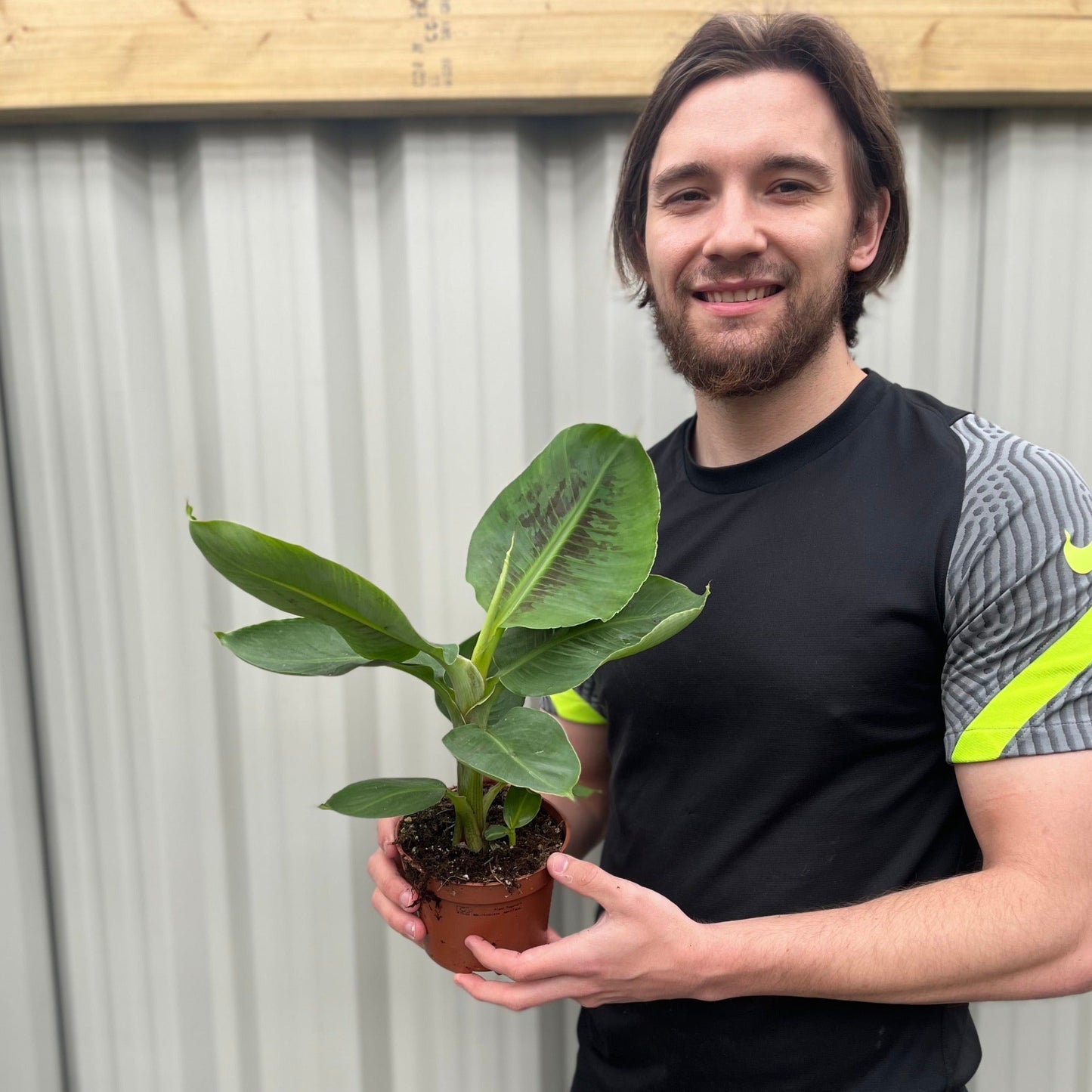 Musa Tropicana (Banana Plant)