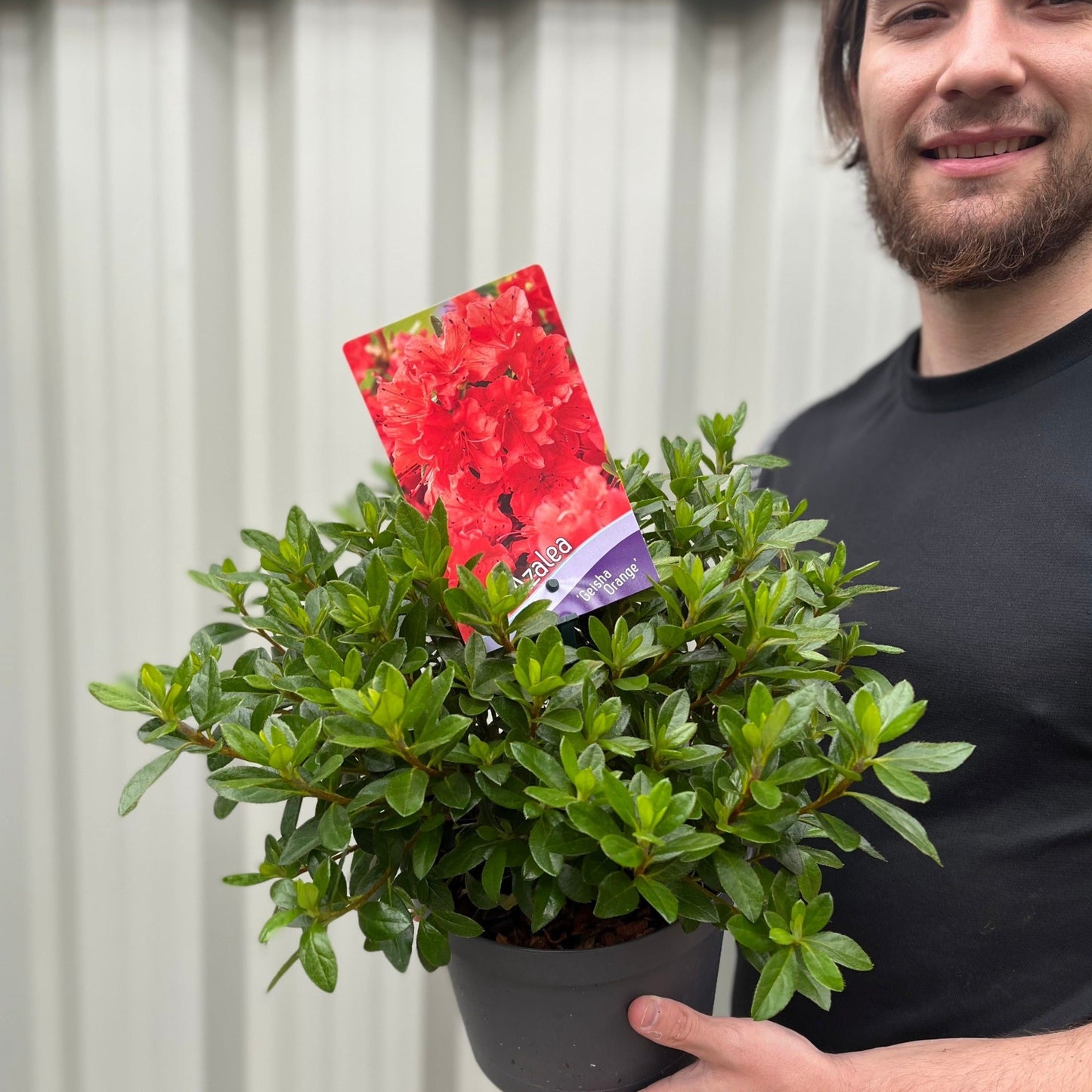 Azalea 'Geisha Orange' 1L-3L
