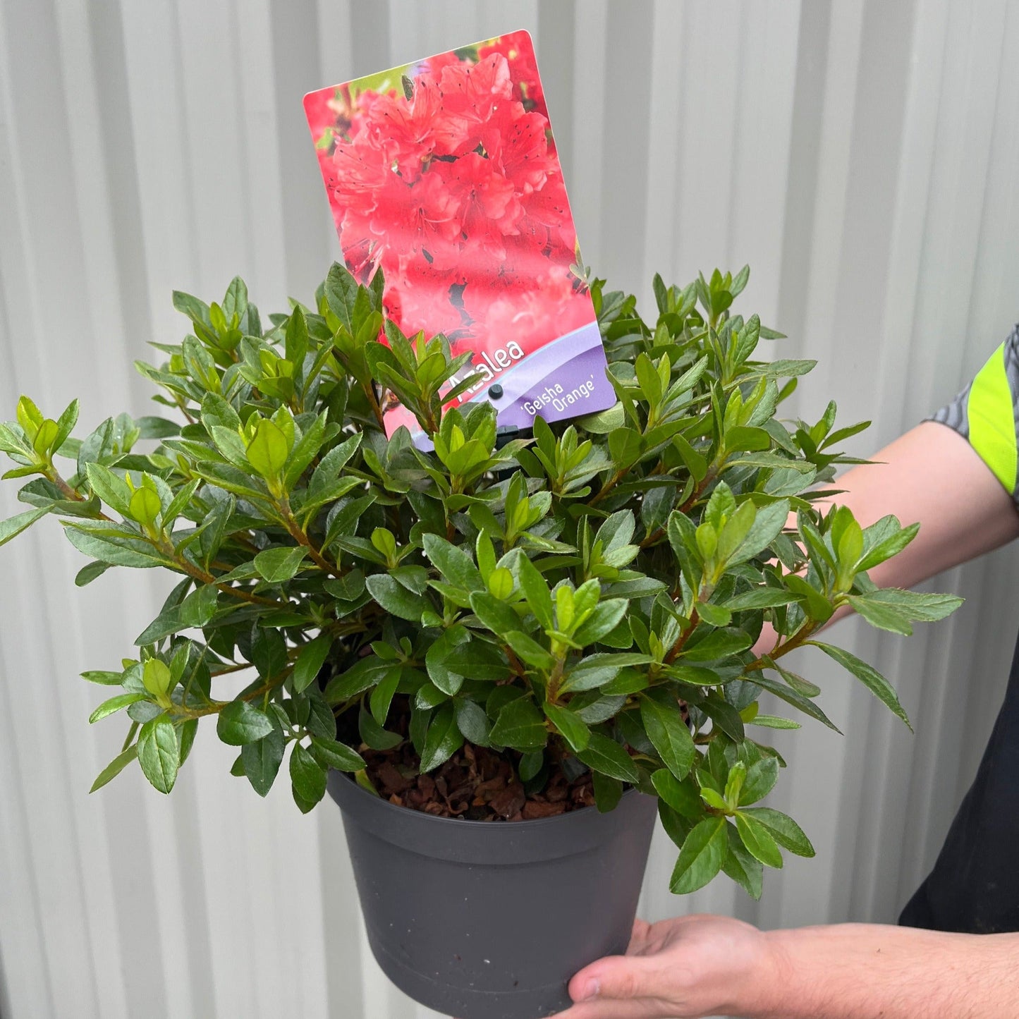 Azalea 'Geisha Orange' 1L-3L