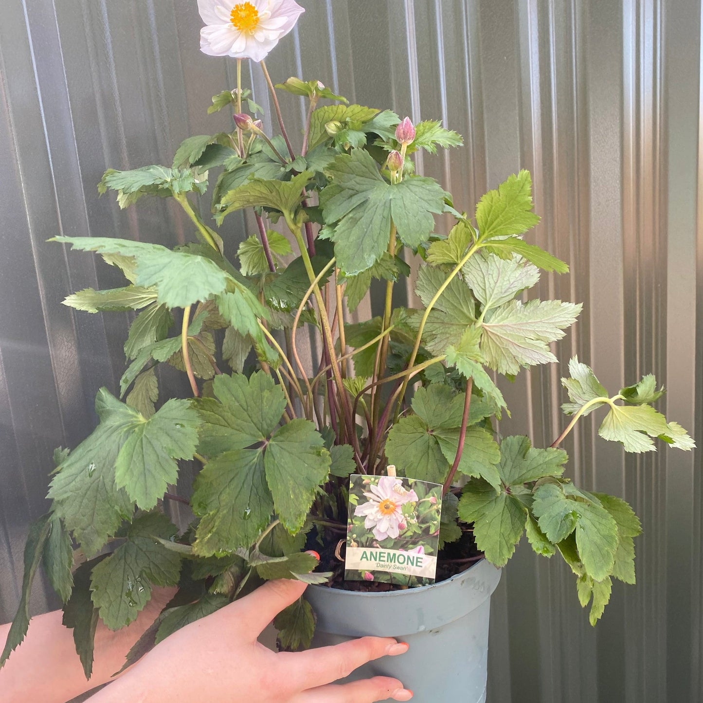 Anemone 'Dainty Swan' 3L
