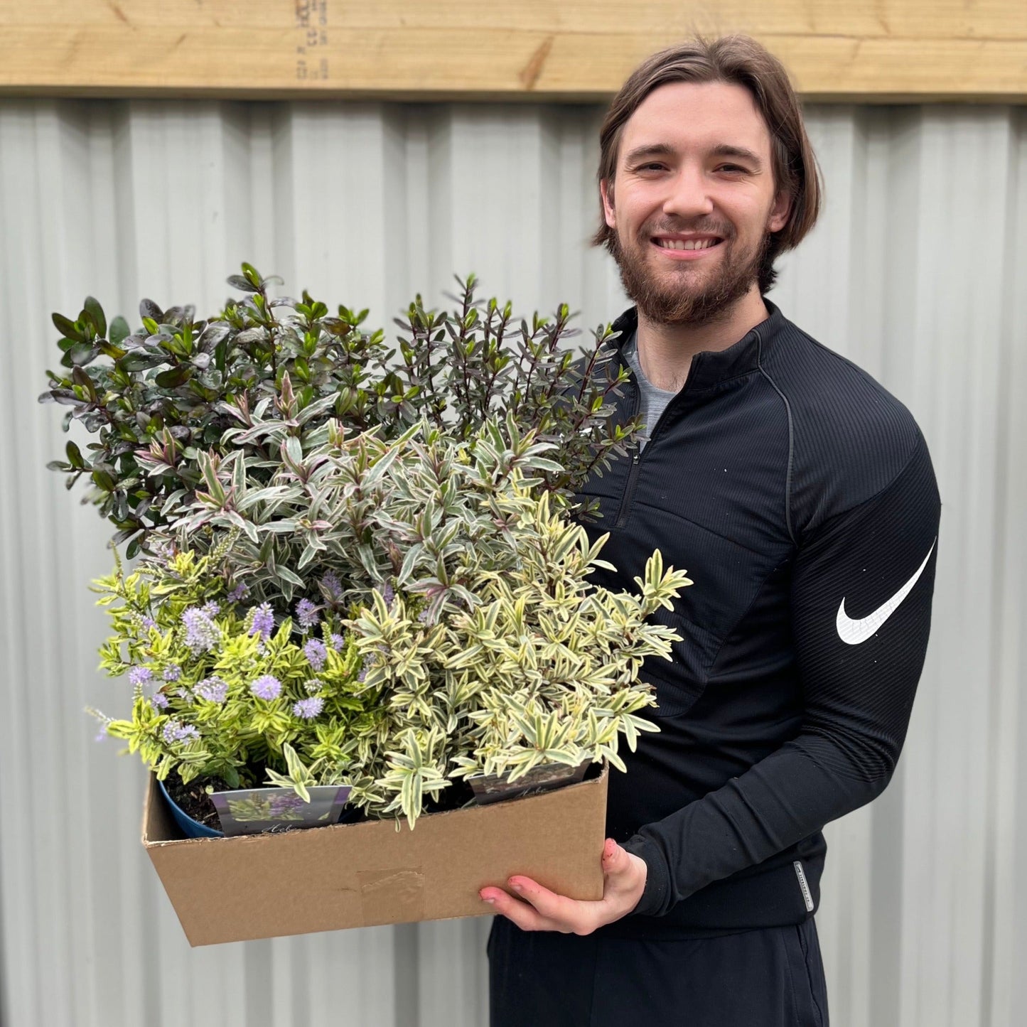Mix of 3 Hebes (2L Growers Pots)